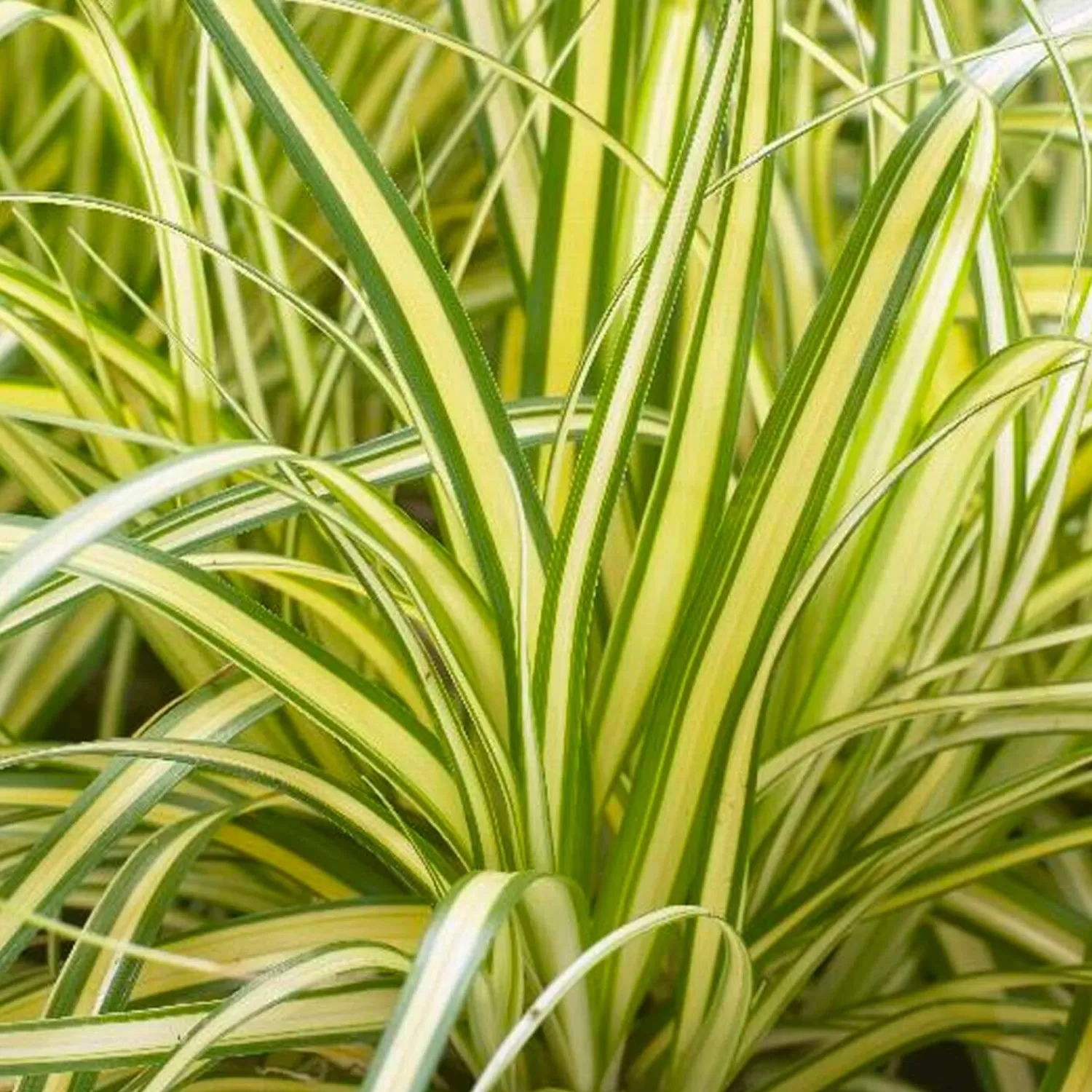 Carex 'Everoro'® Pp - Everoro Sedge - 1 Gallon>Roger's Gardens Best