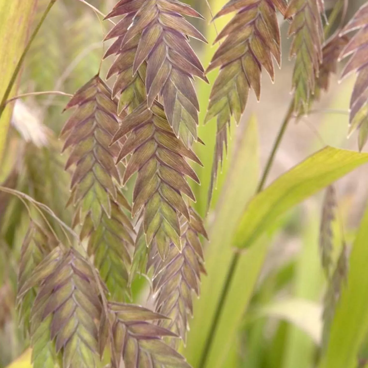 Chasmanthium Latifolium - Northern Sea Oats - 1 Gallon>Roger's Gardens Sale