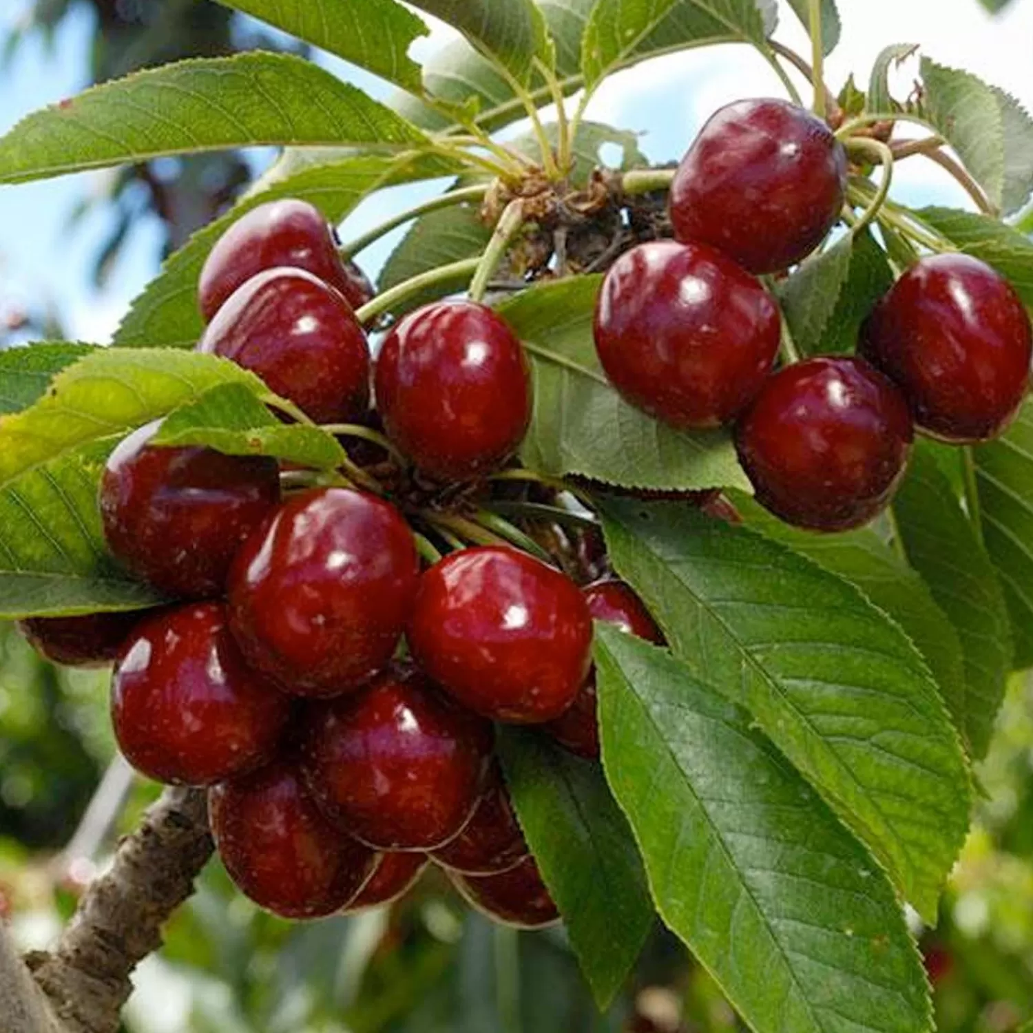 Cherry 'Lapins' - Std.Root - #5 Gallon>Roger's Gardens Best