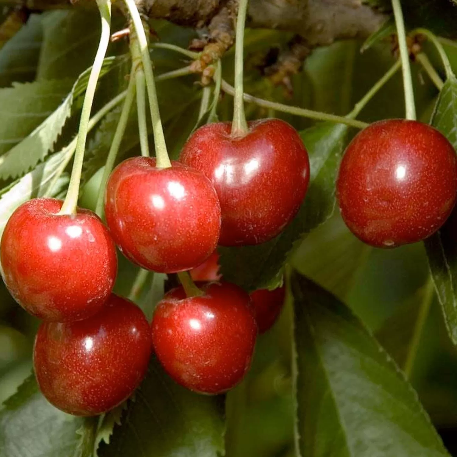 Cherry 'Minnie Royal' - Std. Root - #15 Gallon>Roger's Gardens Cheap