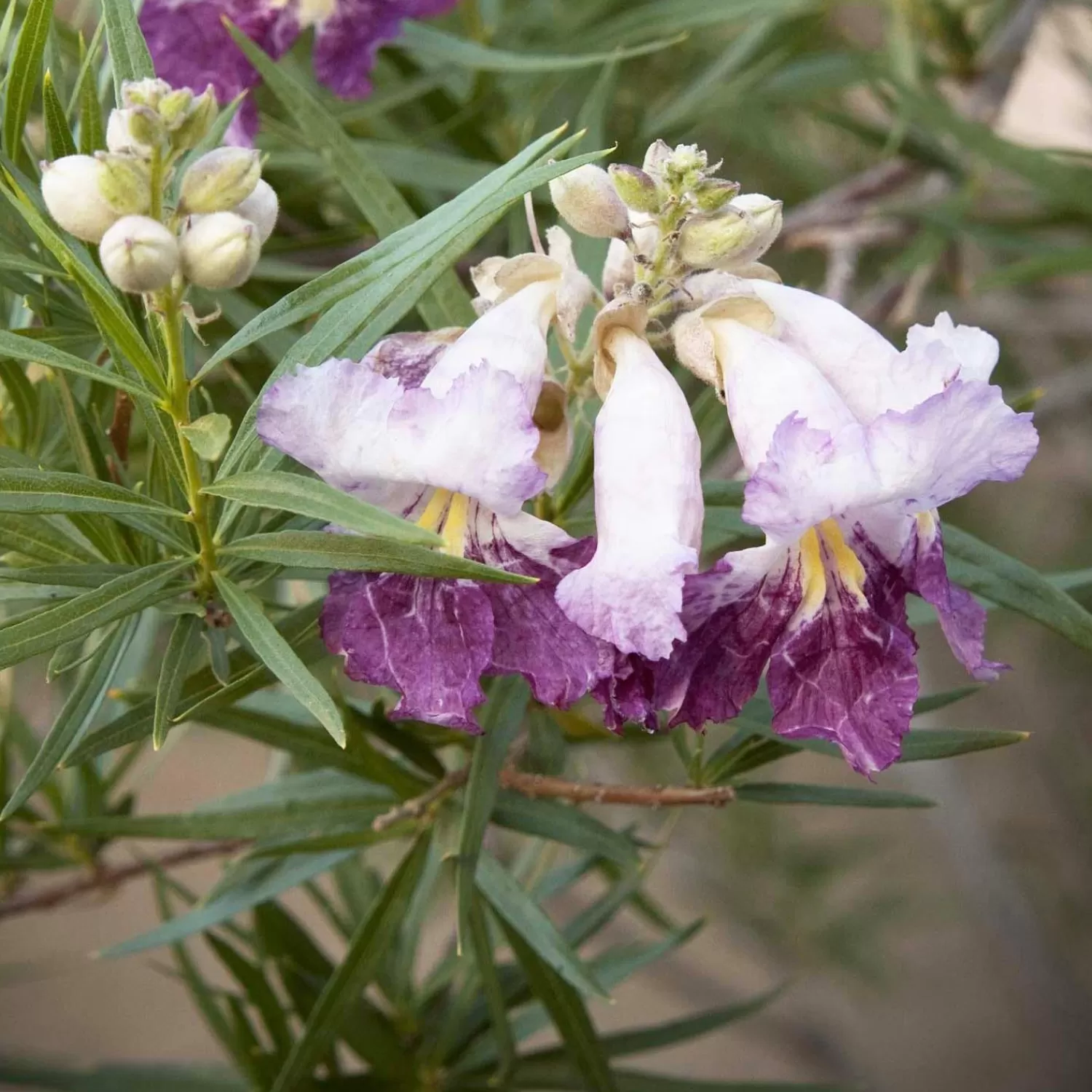 Chilopsis 'Timeless Beauty'® - Desert Willow - 15 Gallon>Roger's Gardens Hot