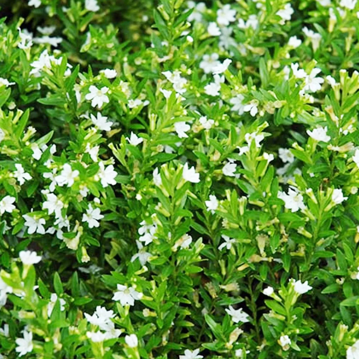 Cuphea 'Itsy Bitsy White'® - False Heather - 1 Gallon>Roger's Gardens Discount