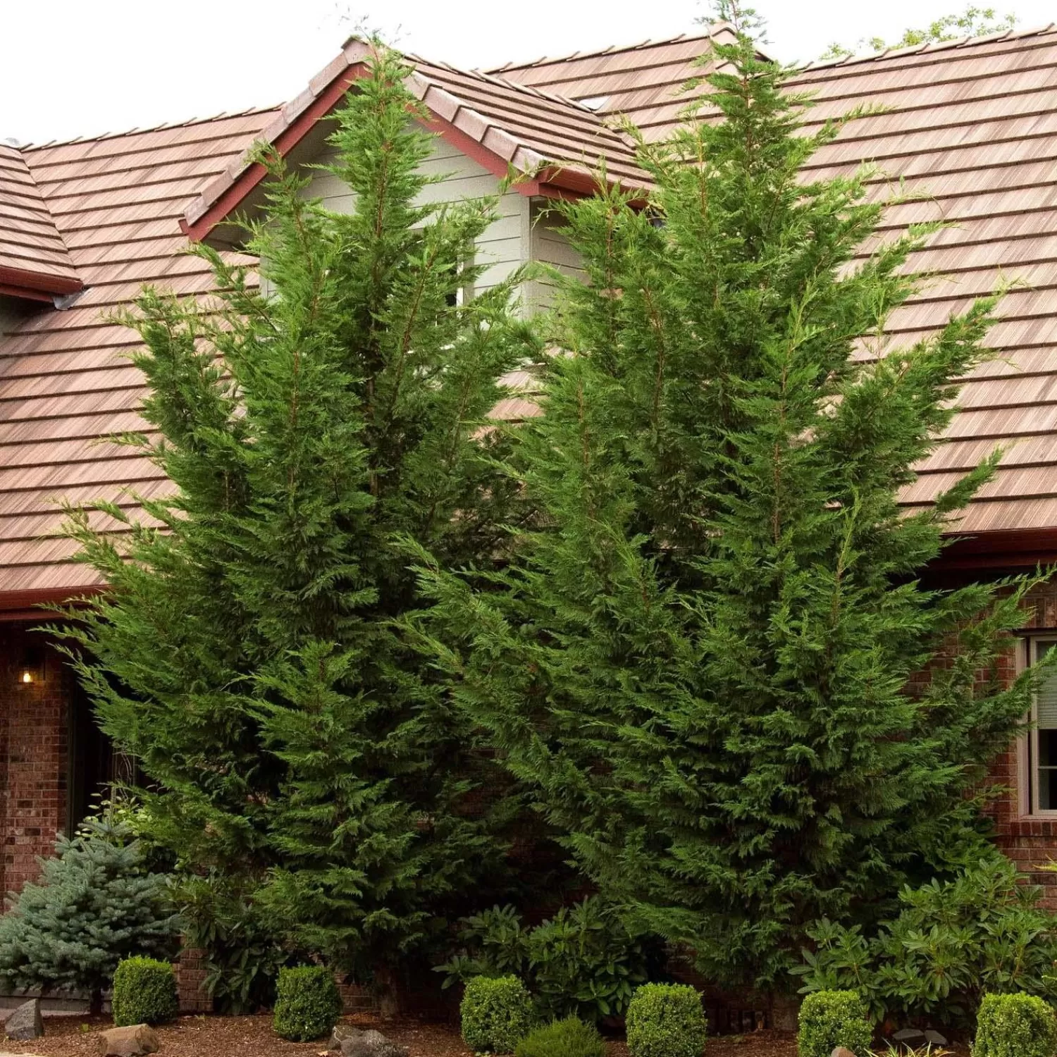 Cupressocyparis 'Emerald Isle'® - Emerald Isle Leyland Cypress - 5 Gallon>Roger's Gardens Outlet