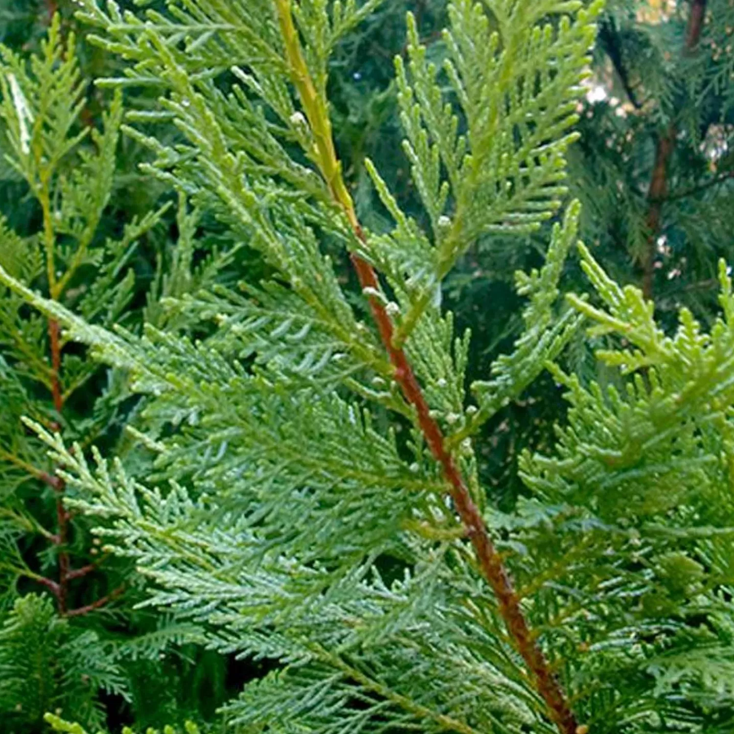 Cupressocyparis 'Emerald Isle'® - Emerald Isle Leyland Cypress® - 7 Gallon>Roger's Gardens Store