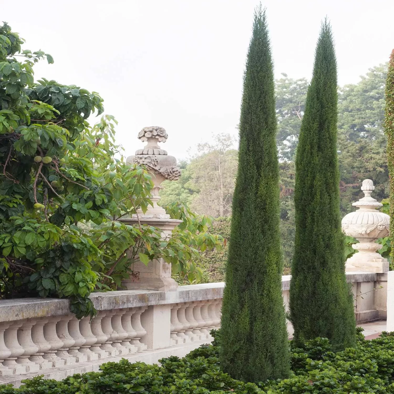 Cupressus 'Tiny Tower Dwarf' - Tiny Tower Dwarf Italian Cypress>Roger's Gardens Cheap