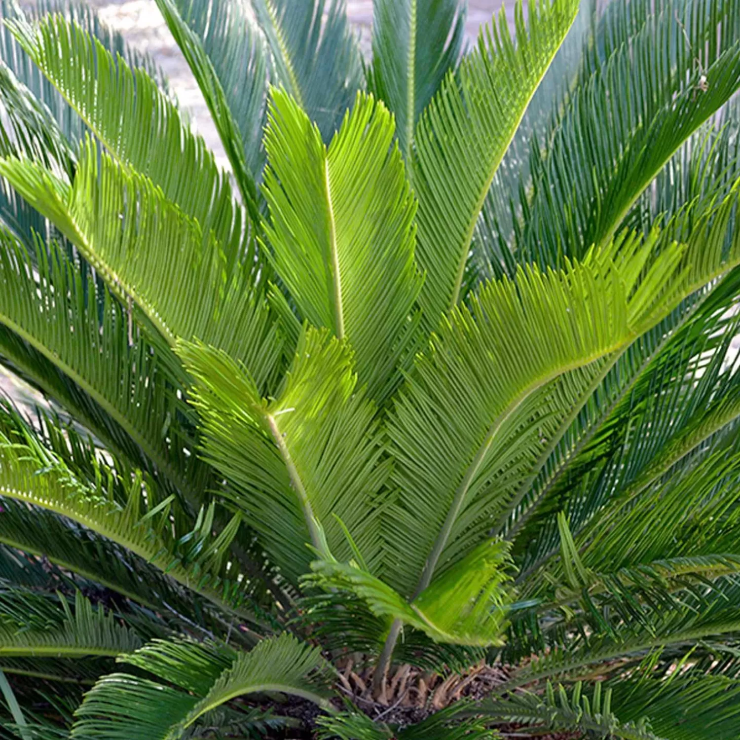 Cycas Revoluta - Sago Palm - 1 Gallon>Roger's Gardens Hot