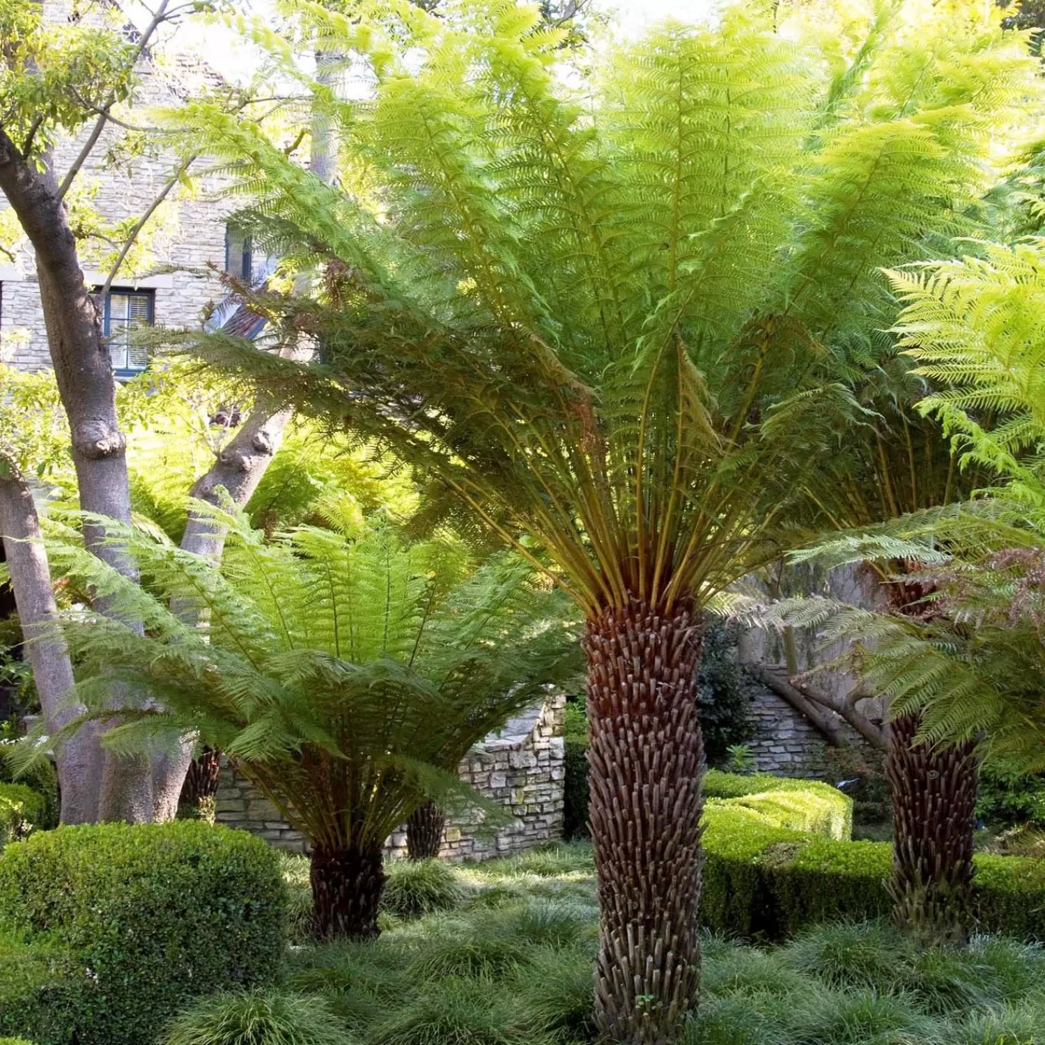 Dicksonia Antarctica - Tasmanian Tree Fern - 5 Gallon>Roger's Gardens Fashion