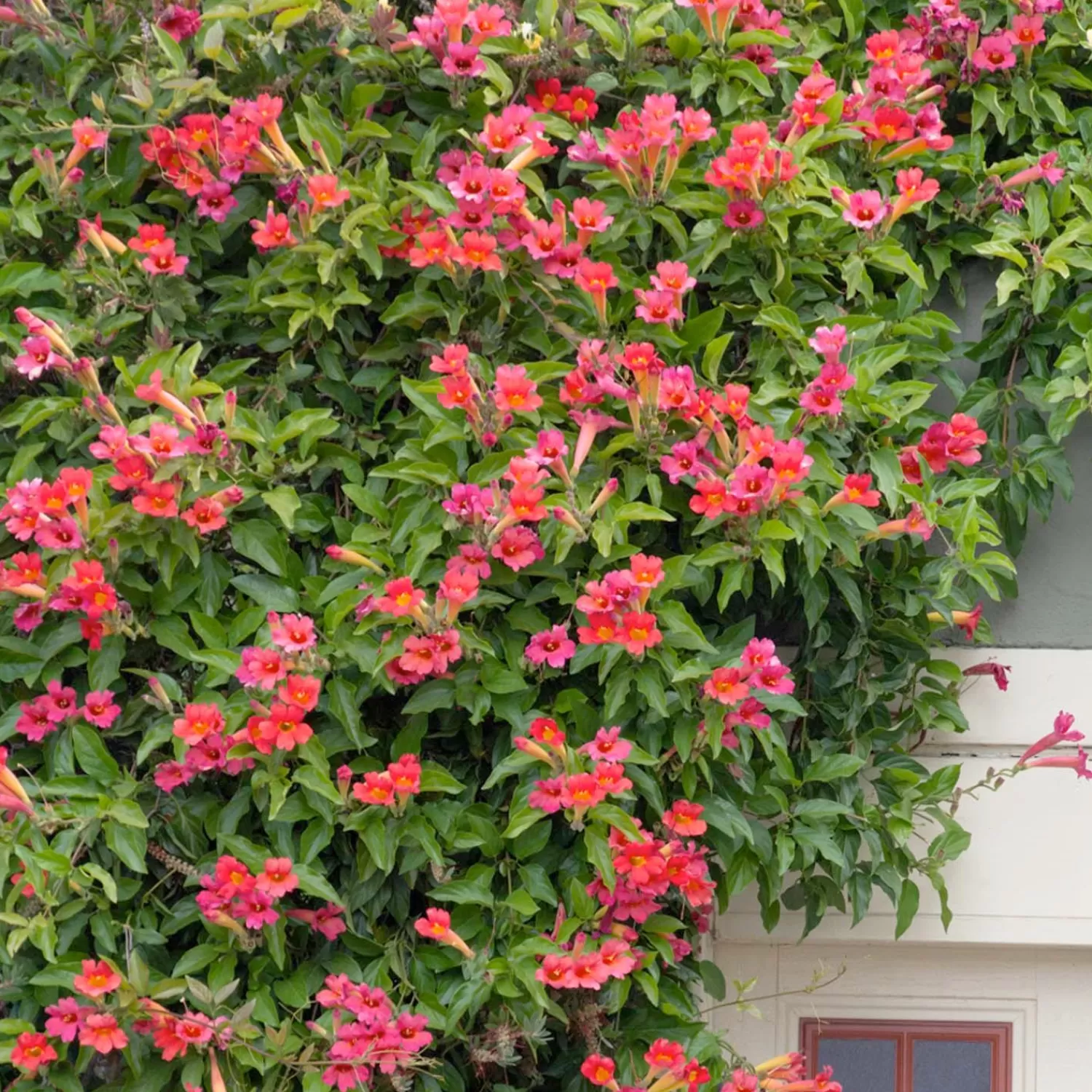 Distictis Buccinatoria - Scarlet Trumpet Vine - 5 Gallon>Roger's Gardens Clearance