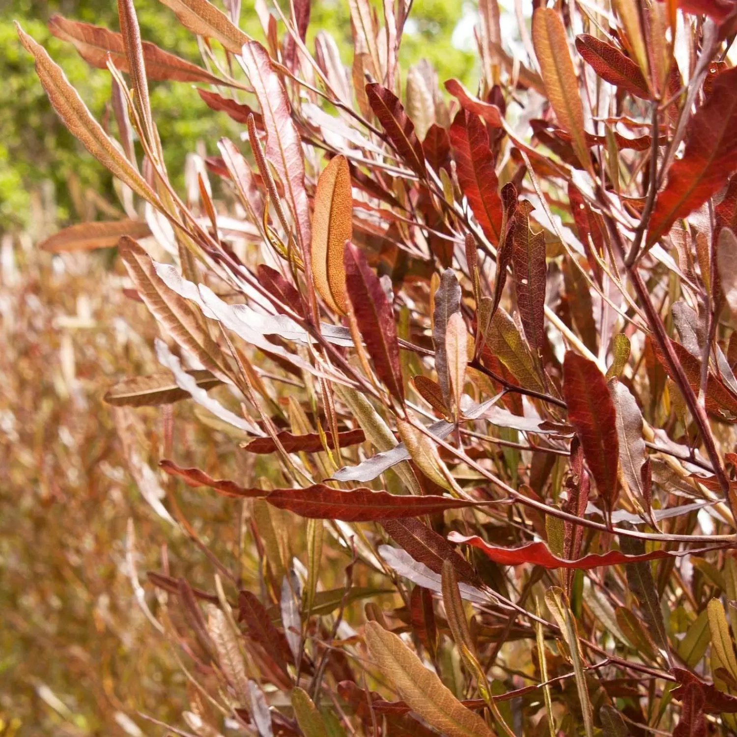 Dodonaea 'Purpurea' - Purple Hopseed Bush - 5 Gallon>Roger's Gardens New