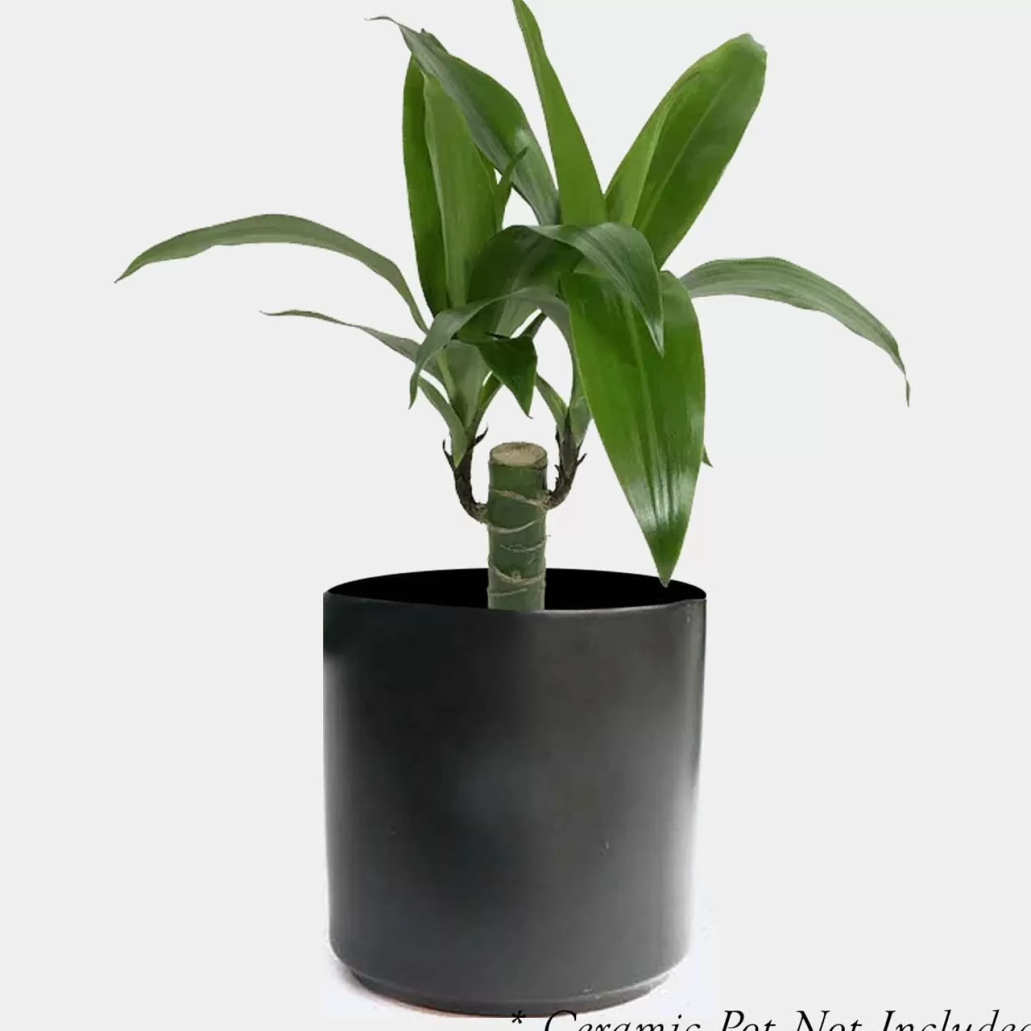 Dracaena 'Elegance Lisa' - 4" Pot>Roger's Gardens Flash Sale