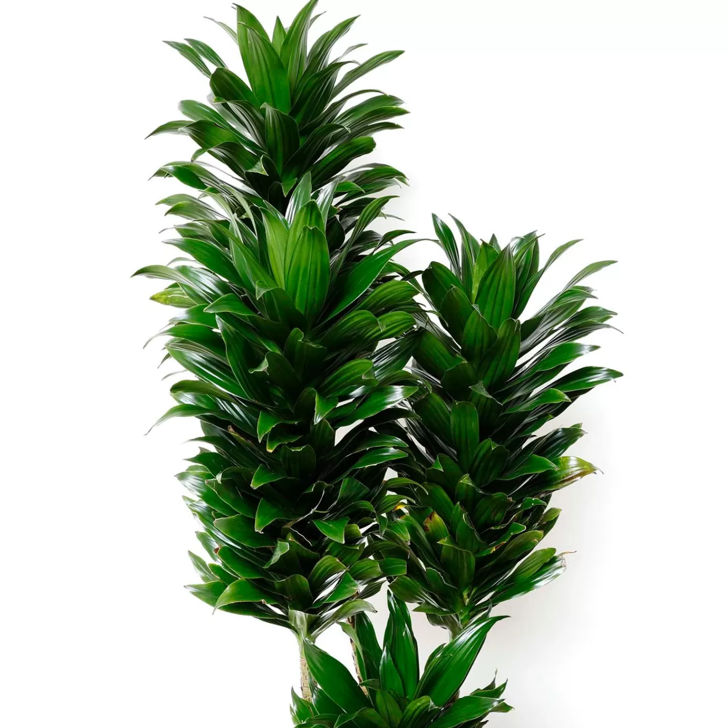 Dracaena Jc Comp - 10In>Roger's Gardens Shop