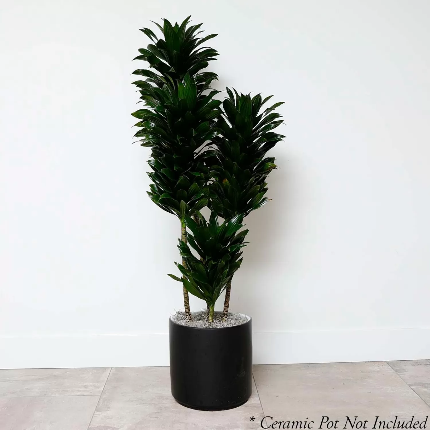 Dracaena Jc Comp - 10In>Roger's Gardens Shop