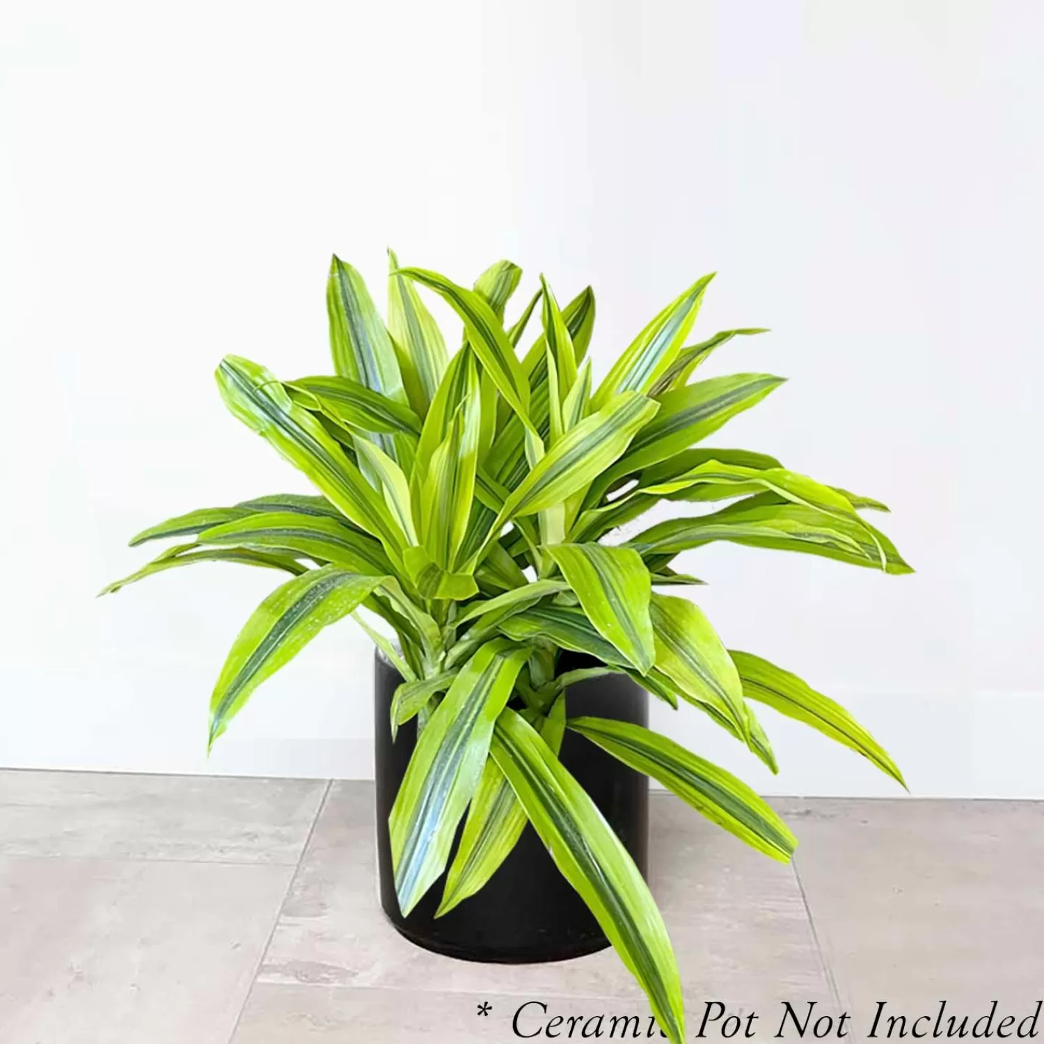 Dracaena 'Kristi' - 8" Pot>Roger's Gardens Outlet