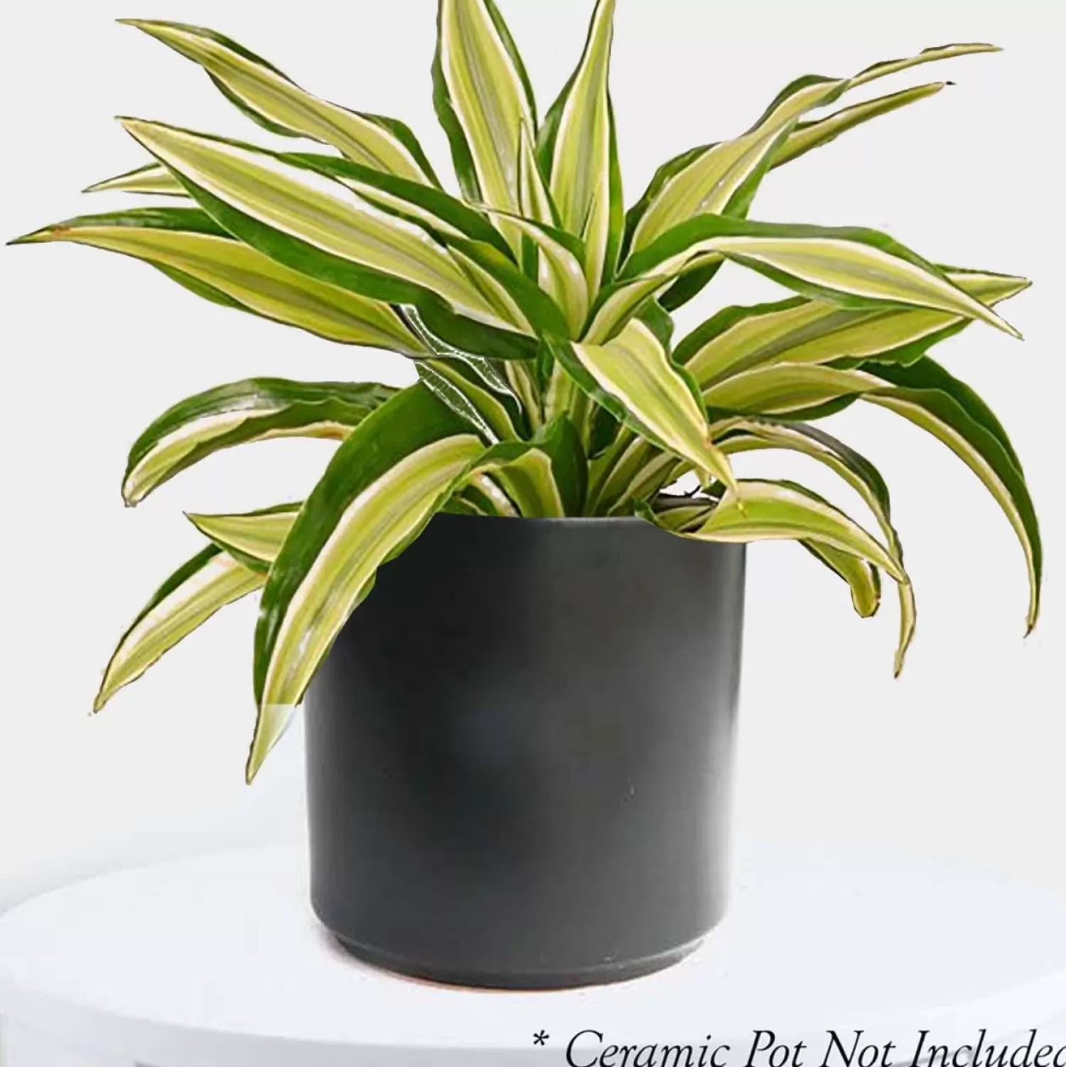 Dracaena 'Malaika' - 4" Pot>Roger's Gardens Clearance