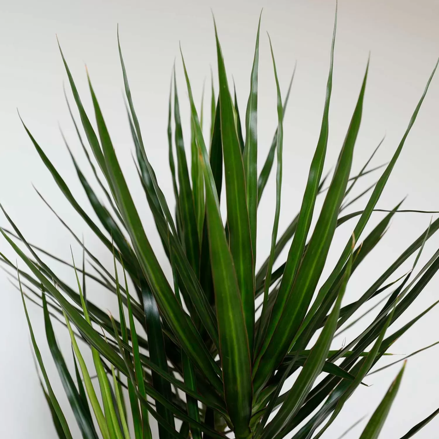 Dracaena Marginata - 10In>Roger's Gardens Shop