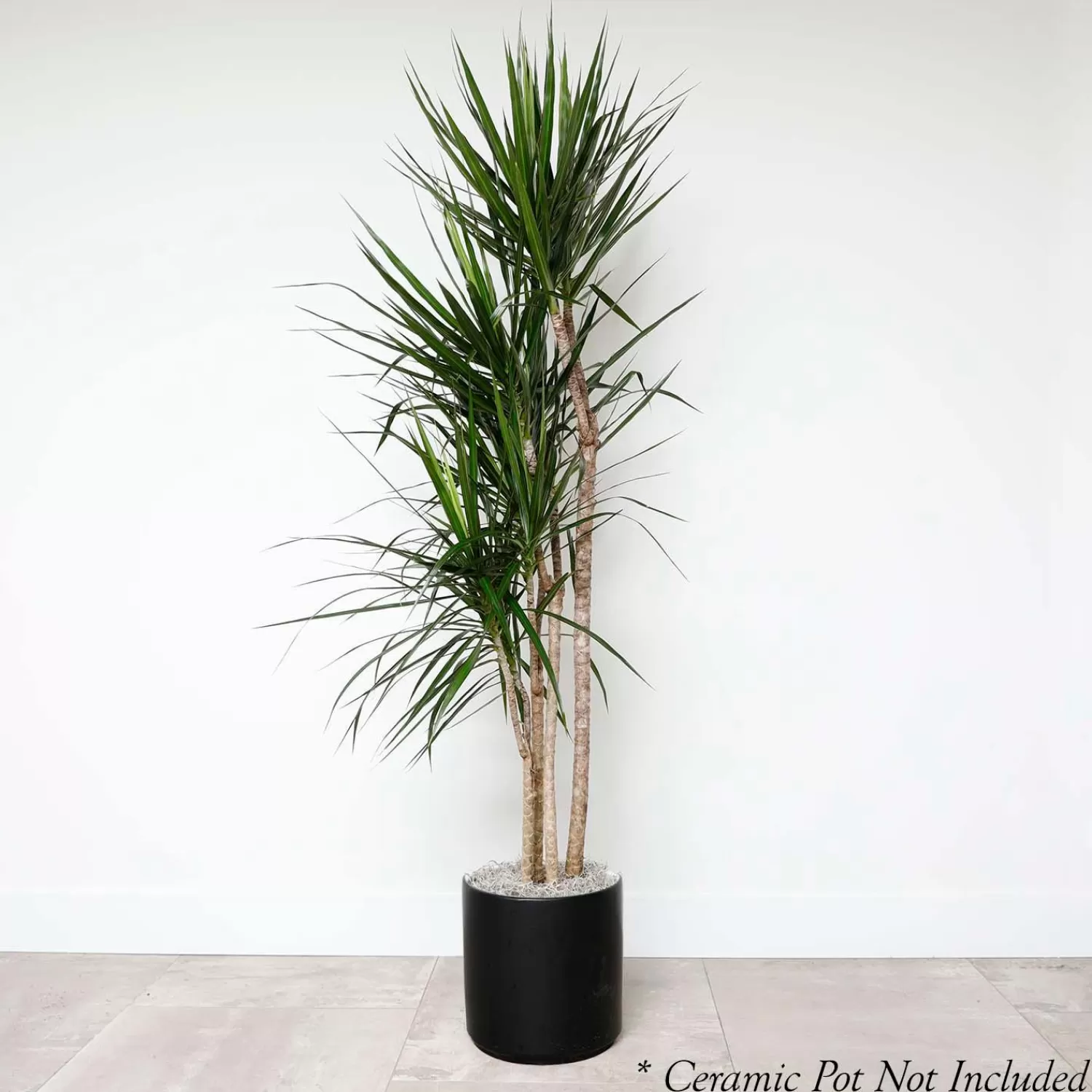 Dracaena Marginata - 10In>Roger's Gardens Shop