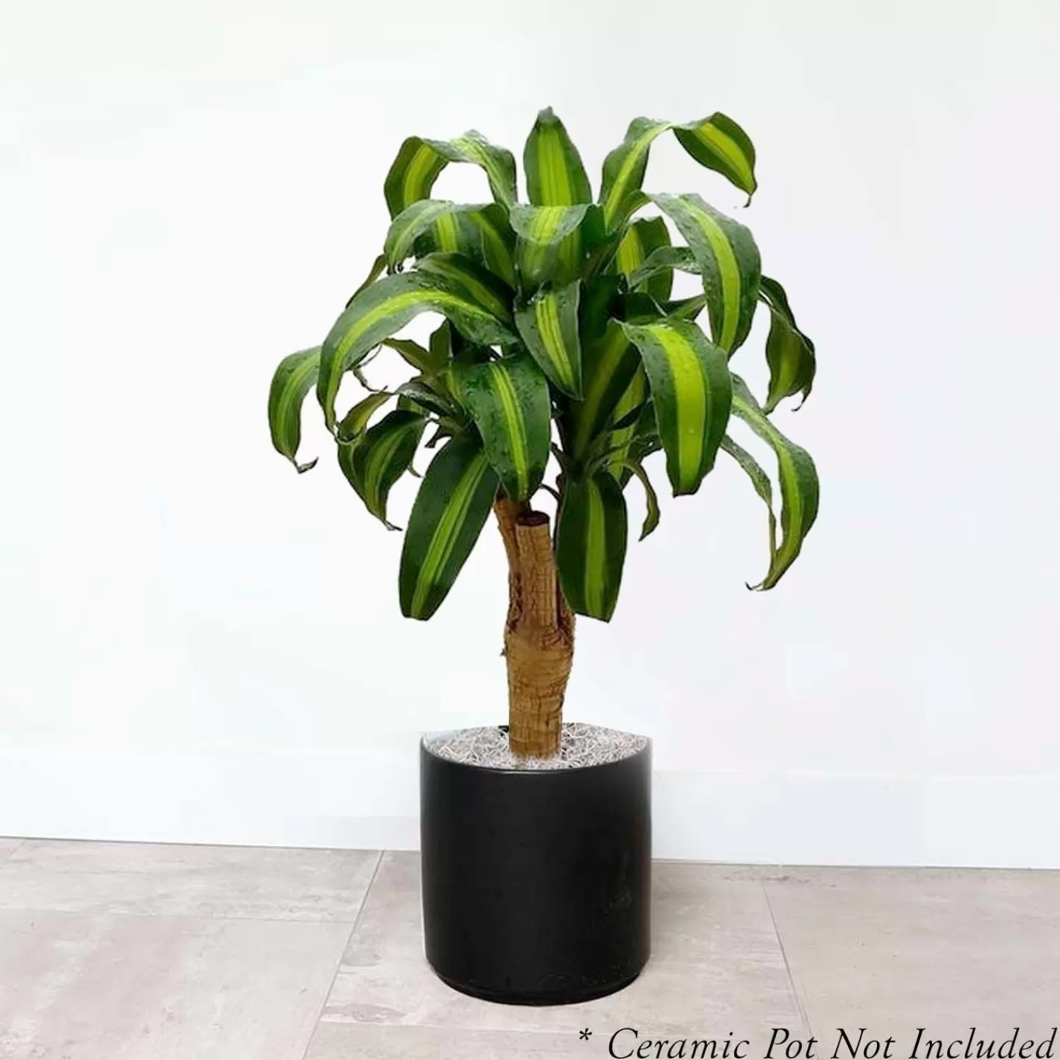 Dracaena Massangeana - 8" Pot>Roger's Gardens Cheap