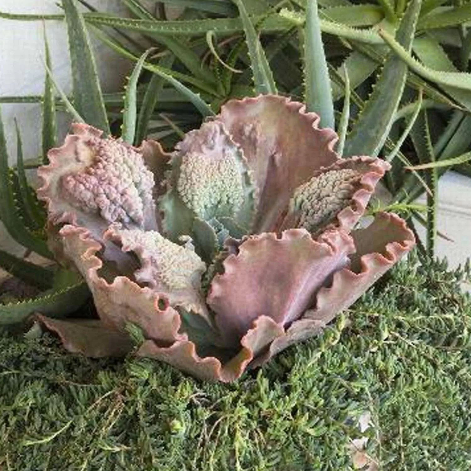 Echeveria 'Ruffled Red' - Ruffled Red Echeveria - 1 Gallon>Roger's Gardens Clearance