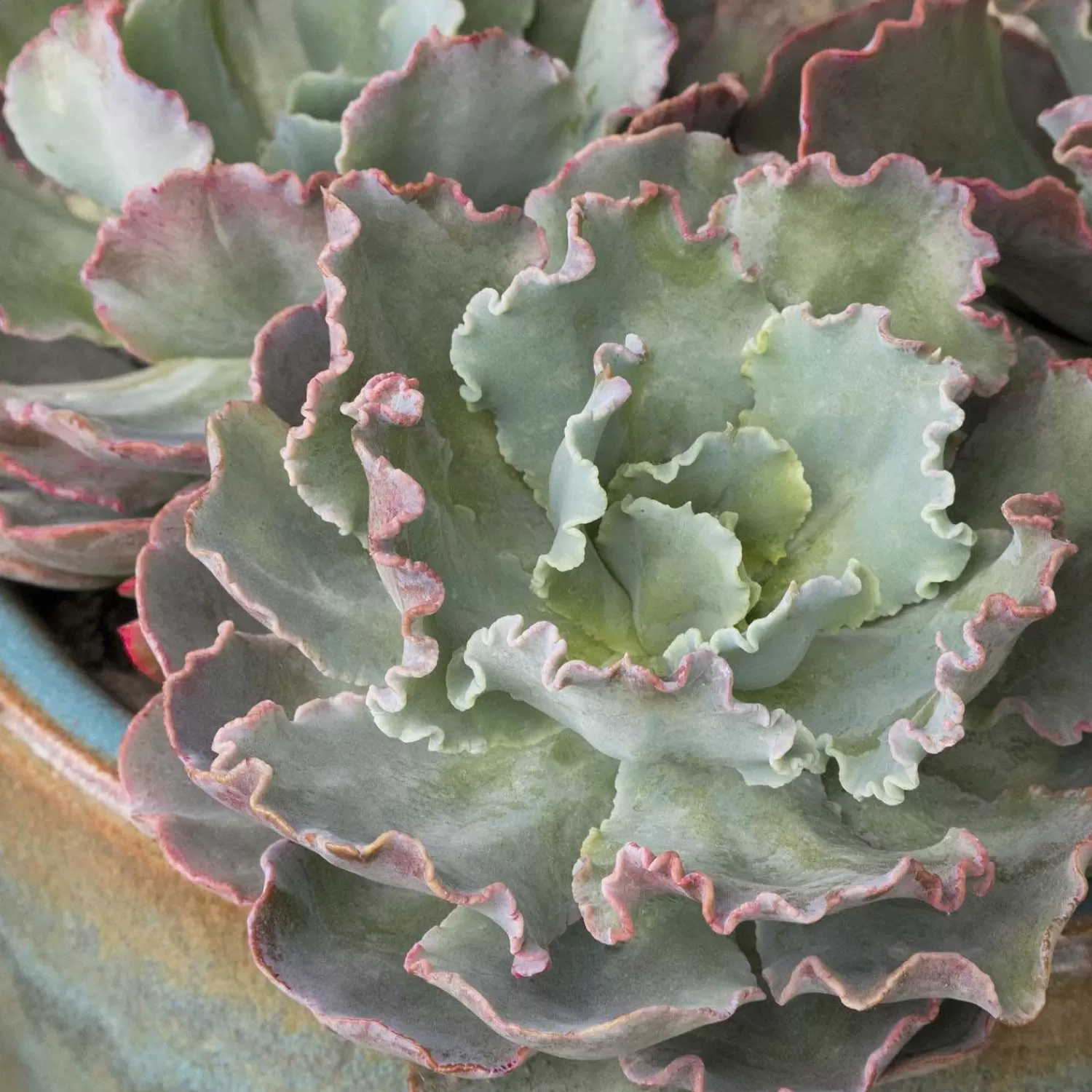 Echeveria 'Ruffles' - Ruffles Echeveria - 1 Gallon>Roger's Gardens Fashion