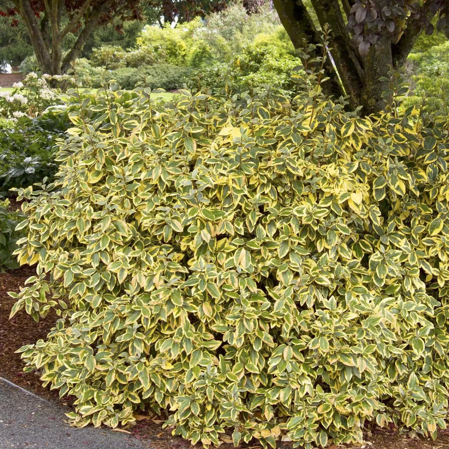 Elaeagnus Ebbingei 'Gilt Edge' - Gilt Edge Silverberry - 5 Gallon>Roger's Gardens Discount