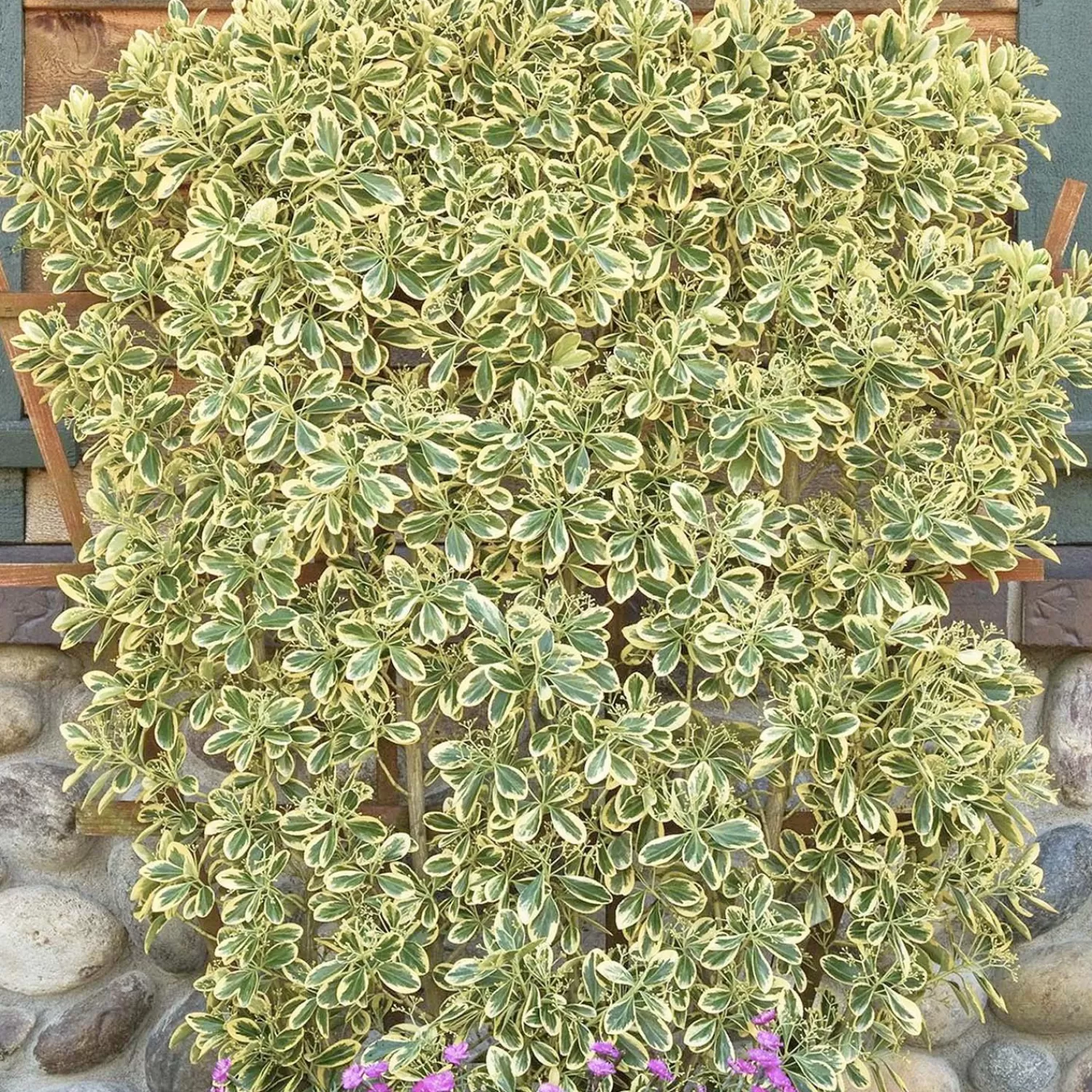 Euonymous 'Chollipo' - Chollipo Euonymus - 5 Gallon>Roger's Gardens Cheap