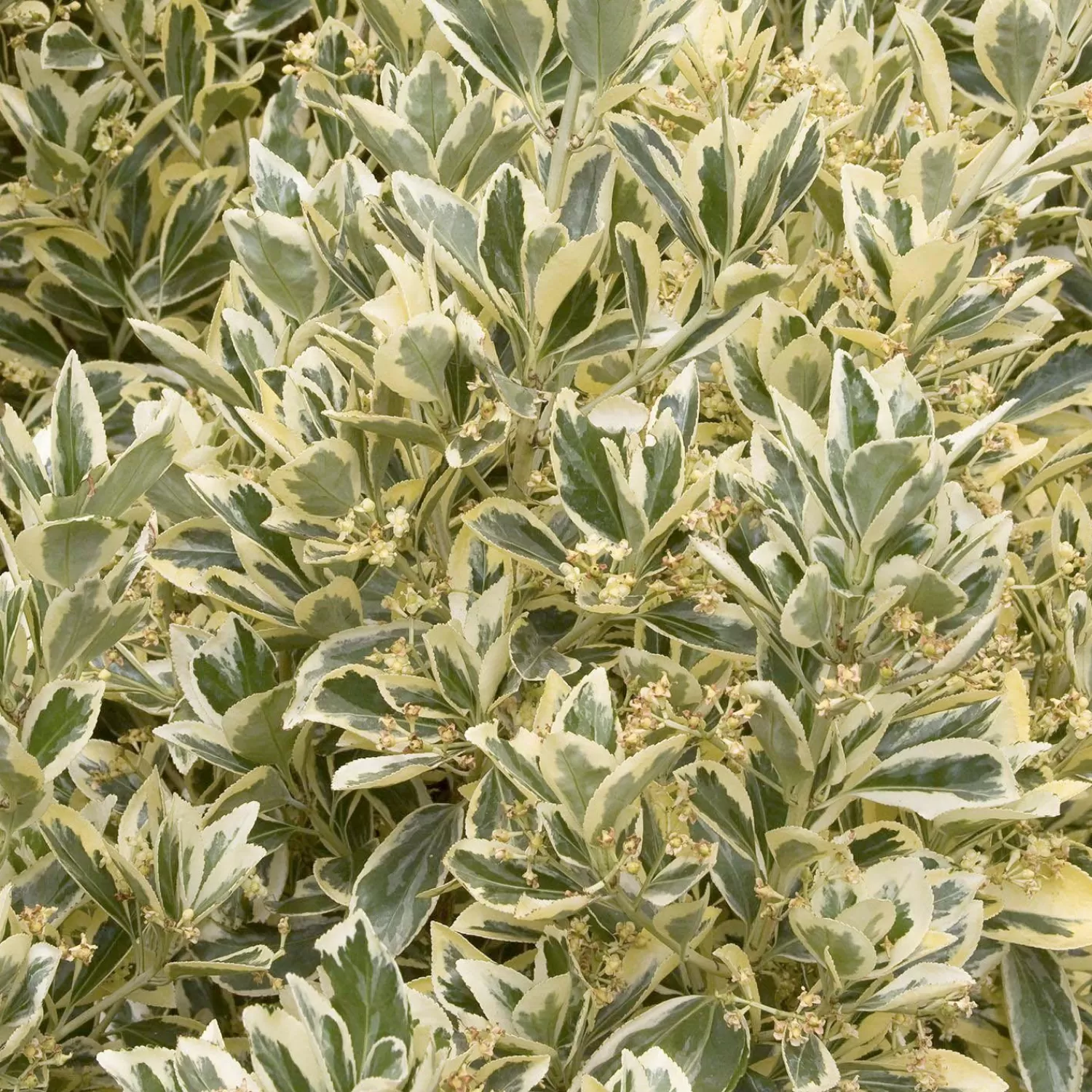 Euonymous 'silver King' - Silver King Euonymus - 1 Gallon>Roger's Gardens Discount