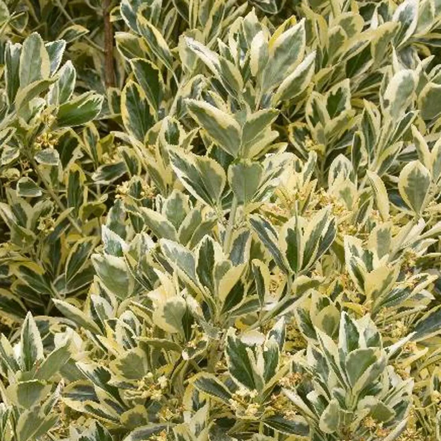 Euonymous 'silver King' - Silver King Euonymus - 5 Gallon>Roger's Gardens Store