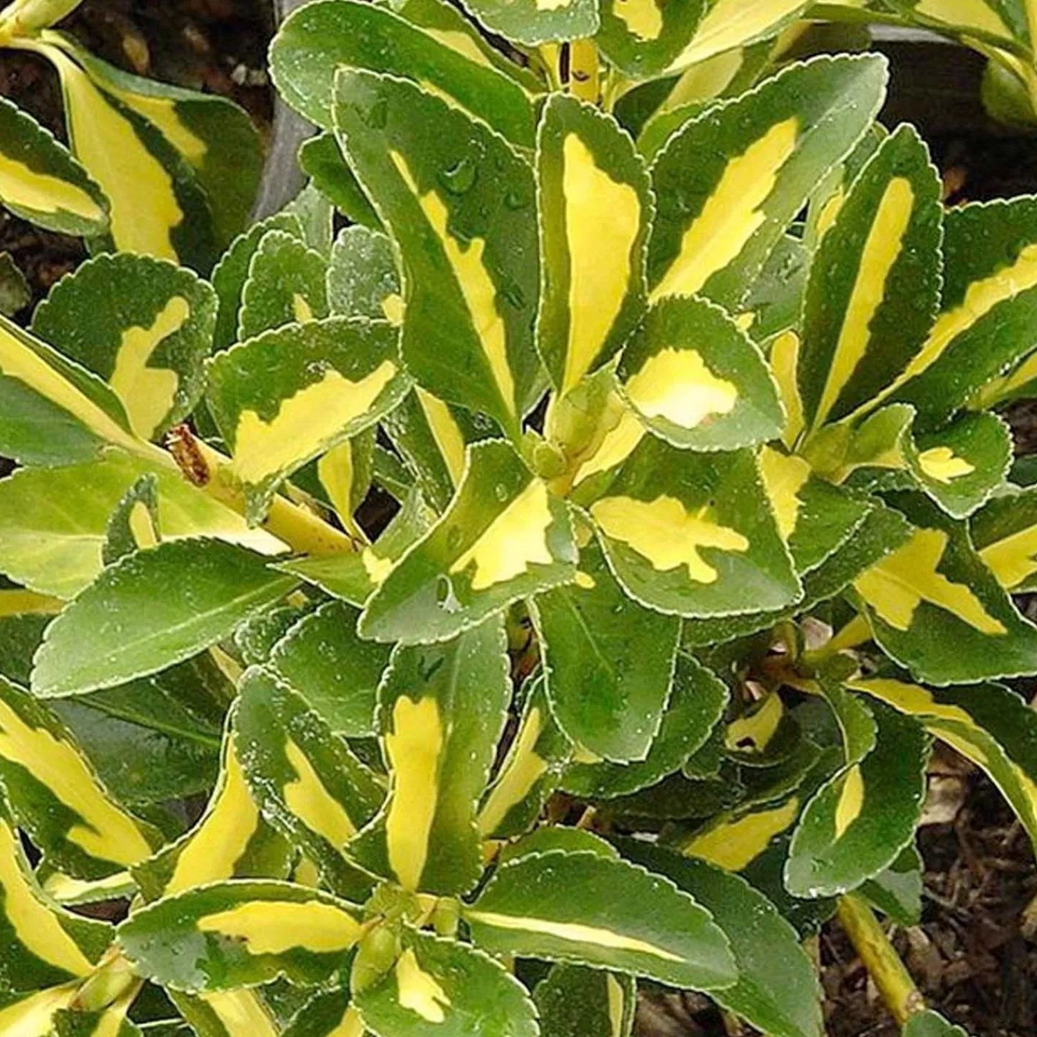 Euonymus J. 'Aureovariegatus' - Gold Spot Euonymus - 1 Gallon>Roger's Gardens Sale