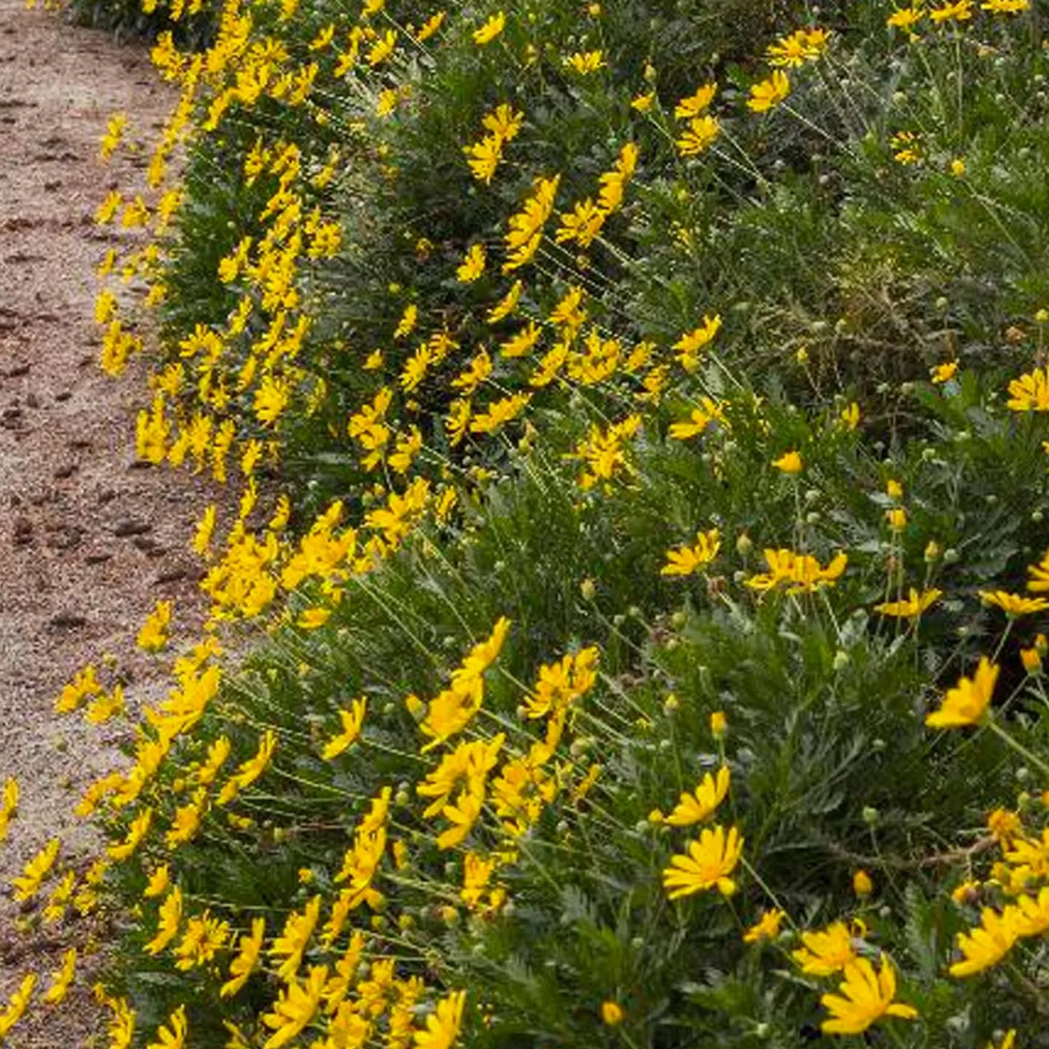 Euryops Pectinatus 'Viridis' - Green-Leaved Euryops - 5 Gallon>Roger's Gardens Fashion