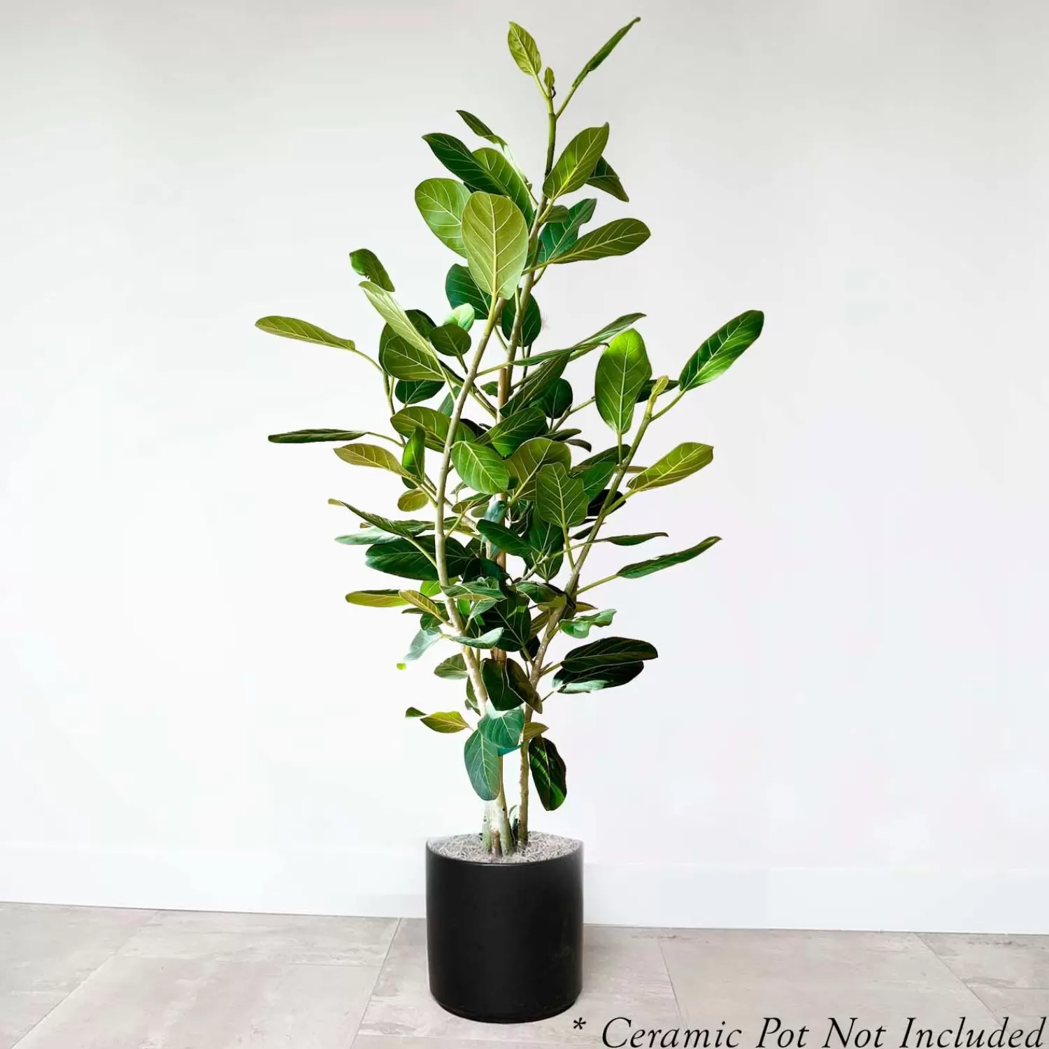 Ficus 'Audrey' 5.5' Column - 14" Pot>Roger's Gardens Clearance