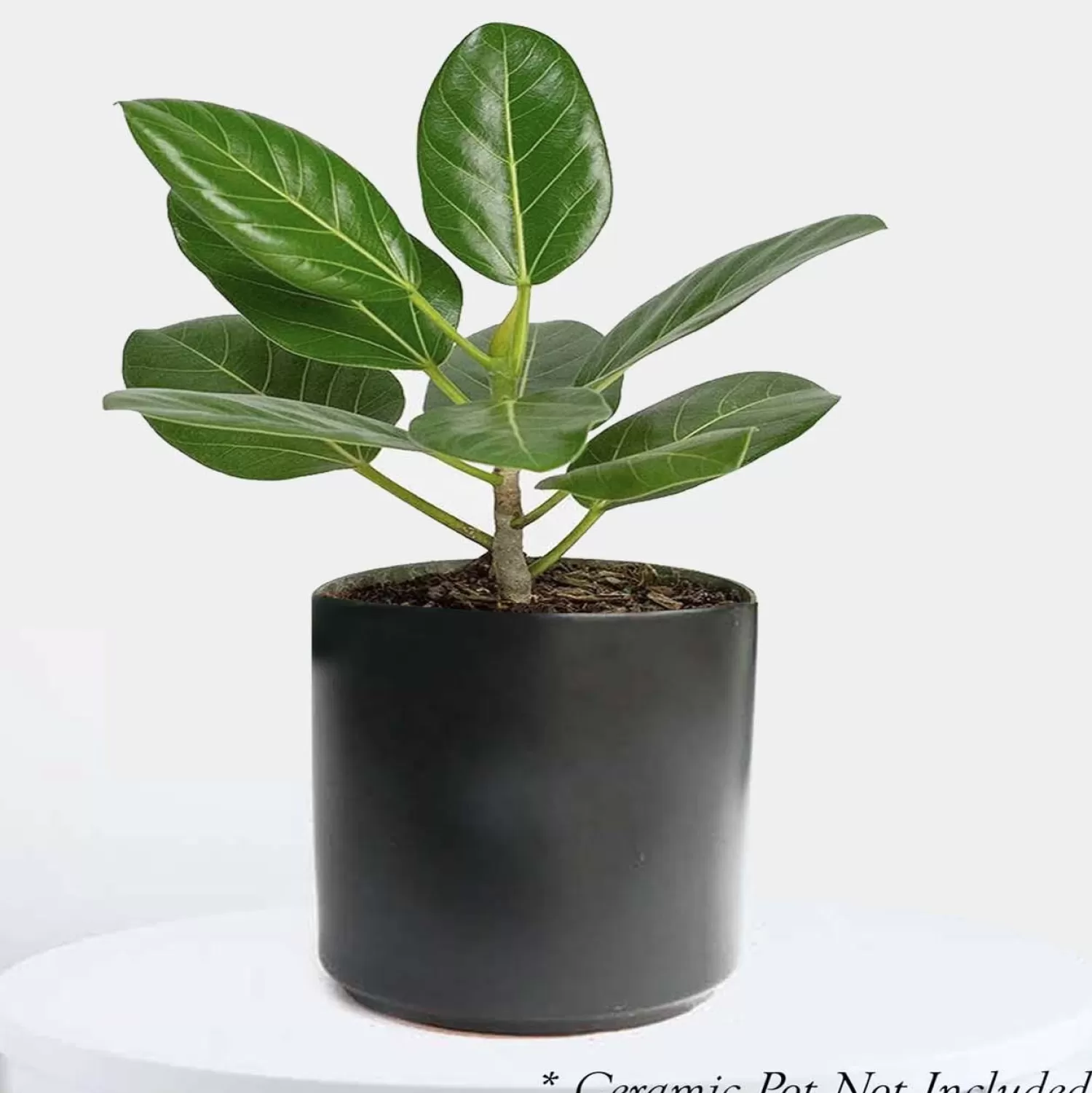 Ficus 'Audrey' - 4" Pot>Roger's Gardens Discount