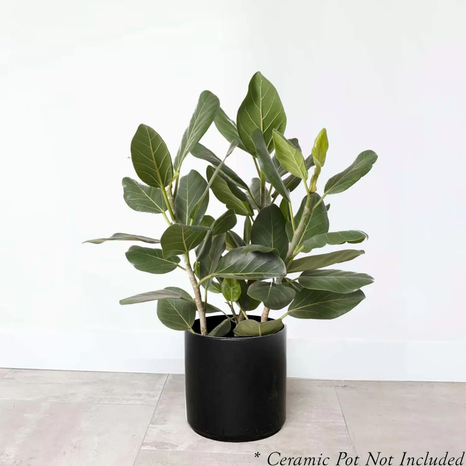 Ficus 'Audrey' Bush 2' - 10" Pot>Roger's Gardens Cheap