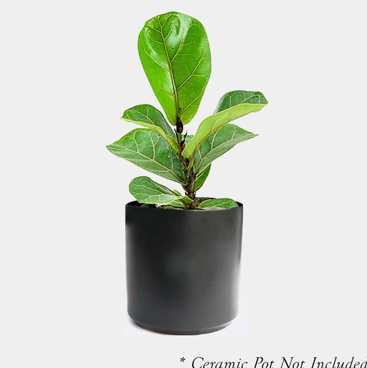 Ficus Lyrata - Fiddleleaf Fig - 4" Pot>Roger's Gardens Hot