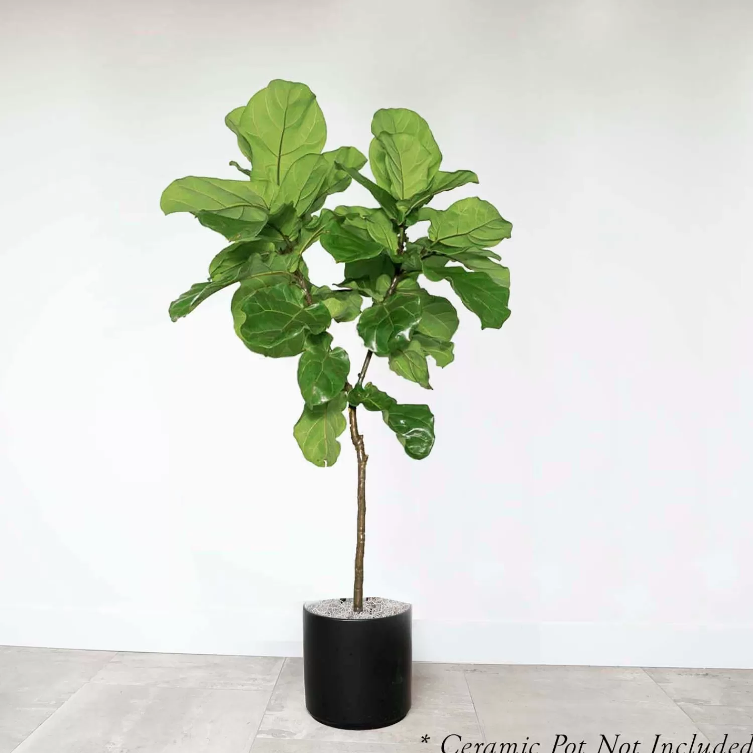 Ficus Lyrata 'Everglades' - Fiddleleaf Fig 4' - 10" Pot>Roger's Gardens Hot