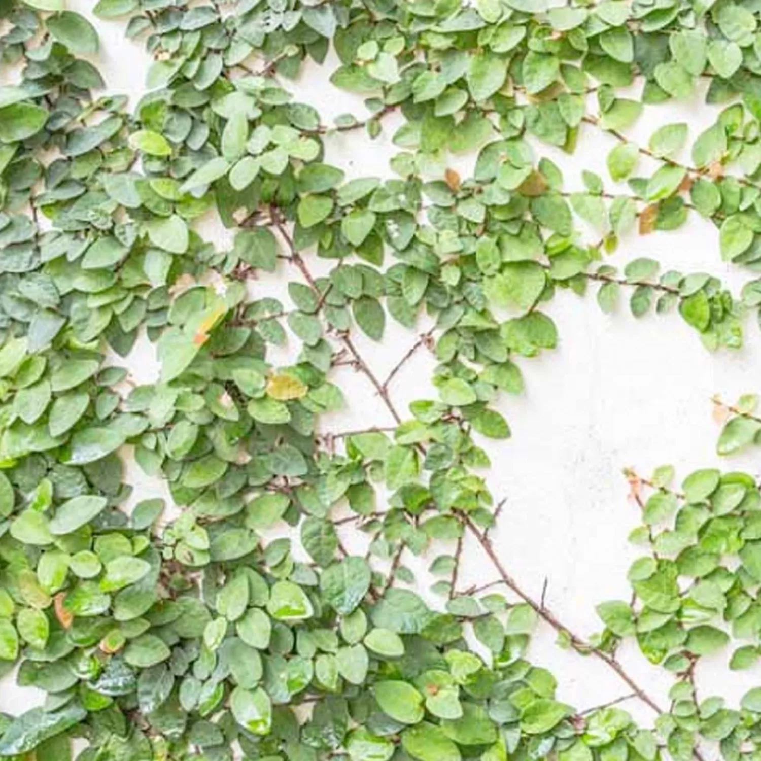 Ficus Pumila - Creeping Fig - 1 Gallon>Roger's Gardens Best Sale