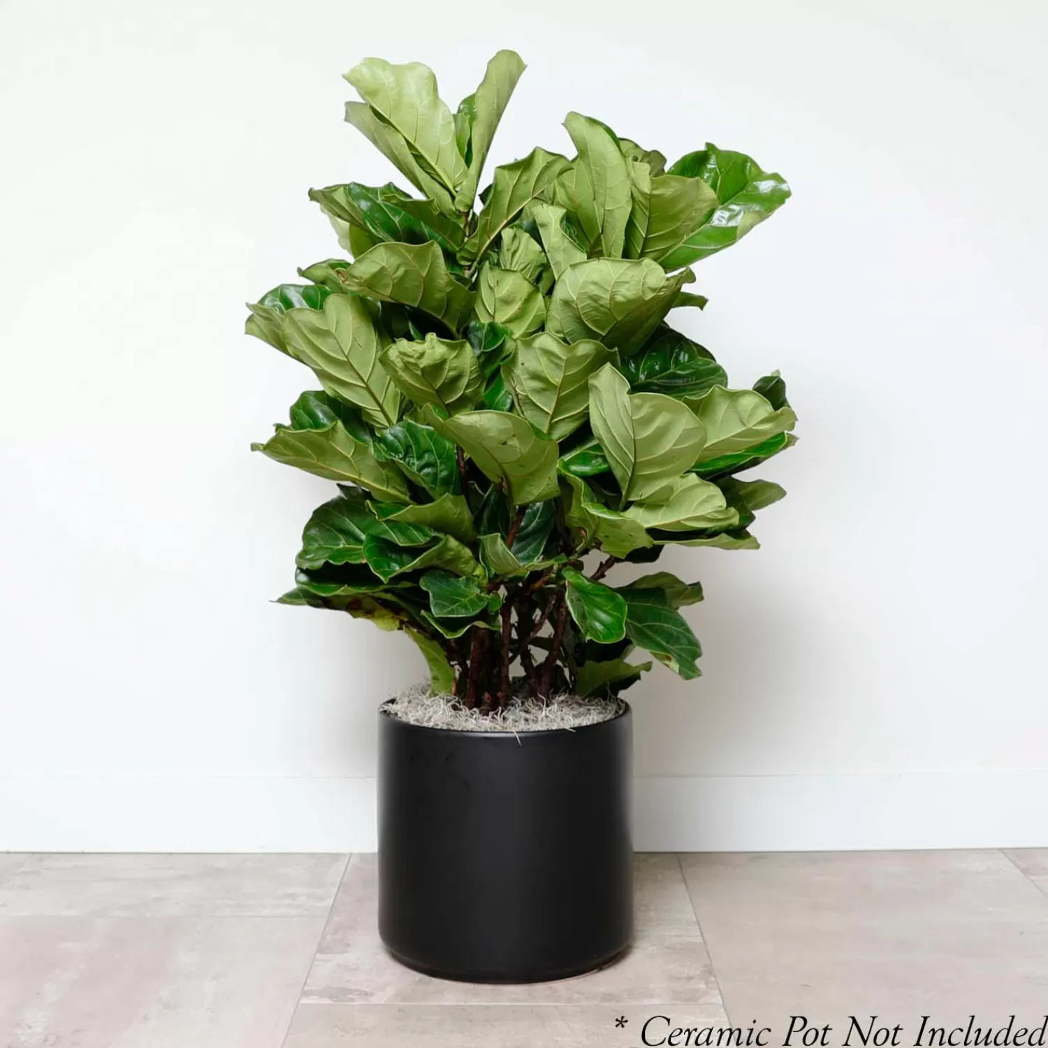 Fiddle Leaf Bush - Ficus Lyrata - 14In>Roger's Gardens Fashion