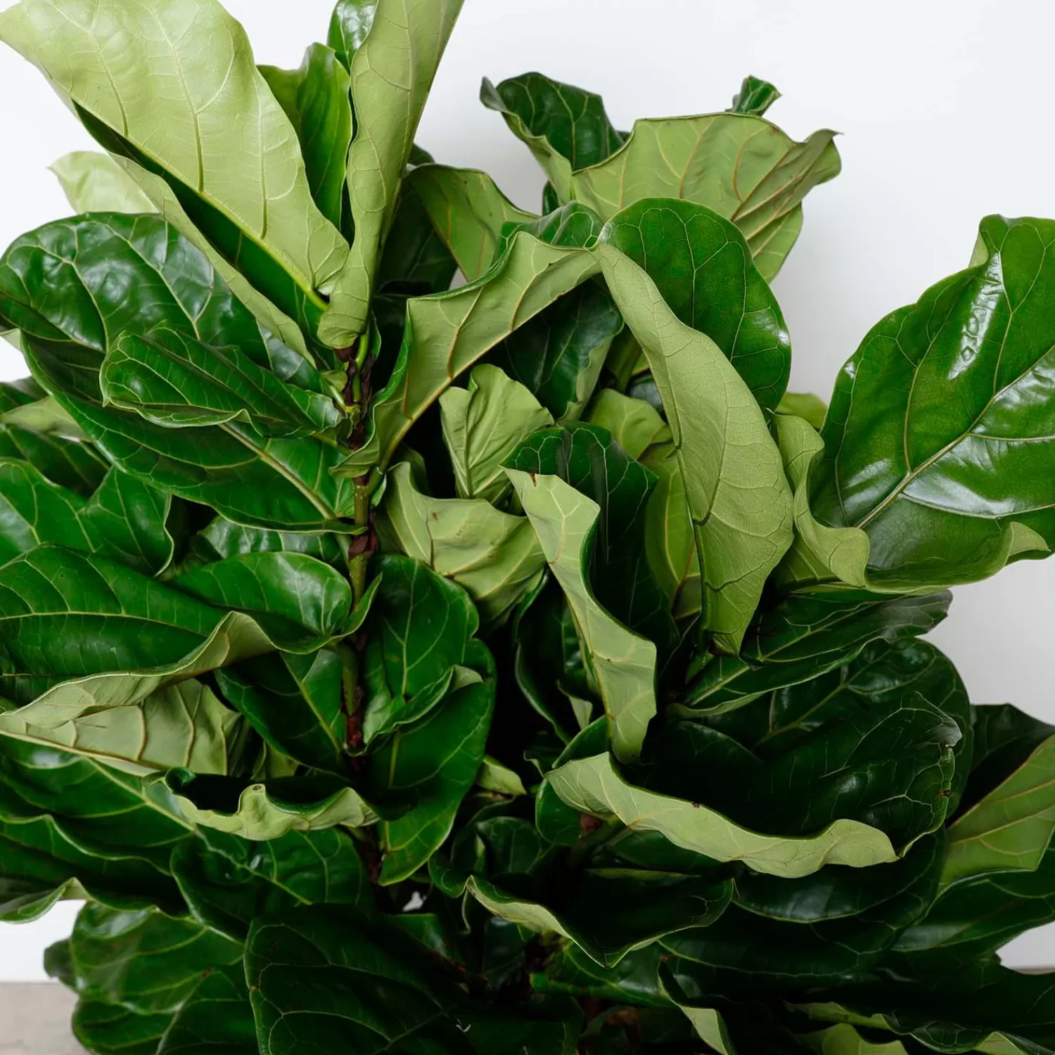 Fiddle Leaf Bush - Ficus Lyrata - 14In>Roger's Gardens Fashion