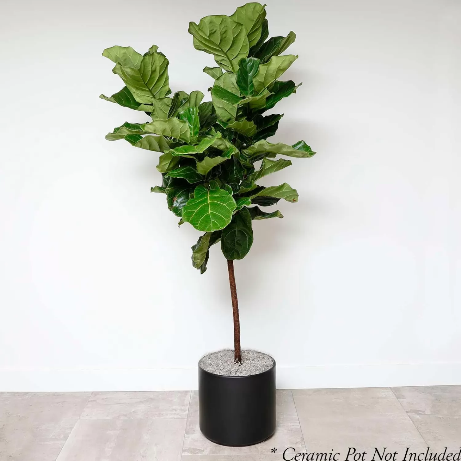 Fiddle Leaf Std - Ficus Lyrata - 14In>Roger's Gardens Online