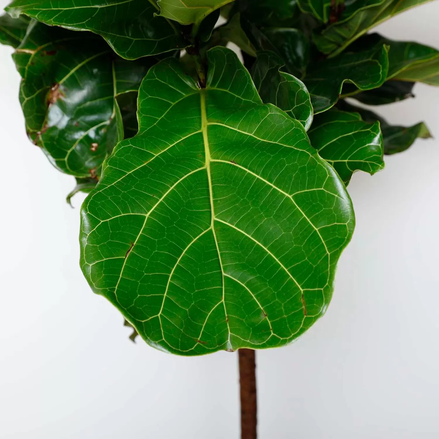 Fiddle Leaf Std - Ficus Lyrata - 14In>Roger's Gardens Online