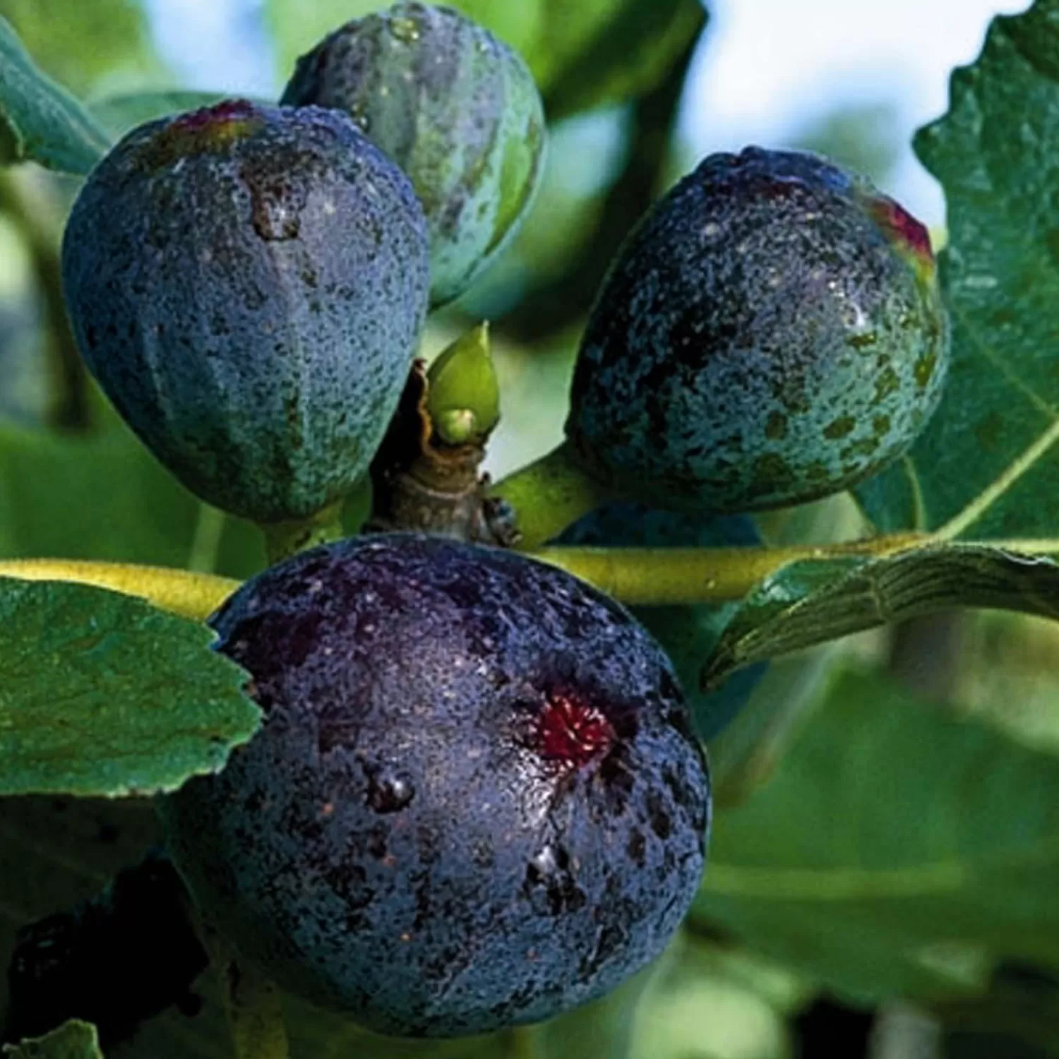 Fig 'Black Jack' - 5 Gallon>Roger's Gardens Best