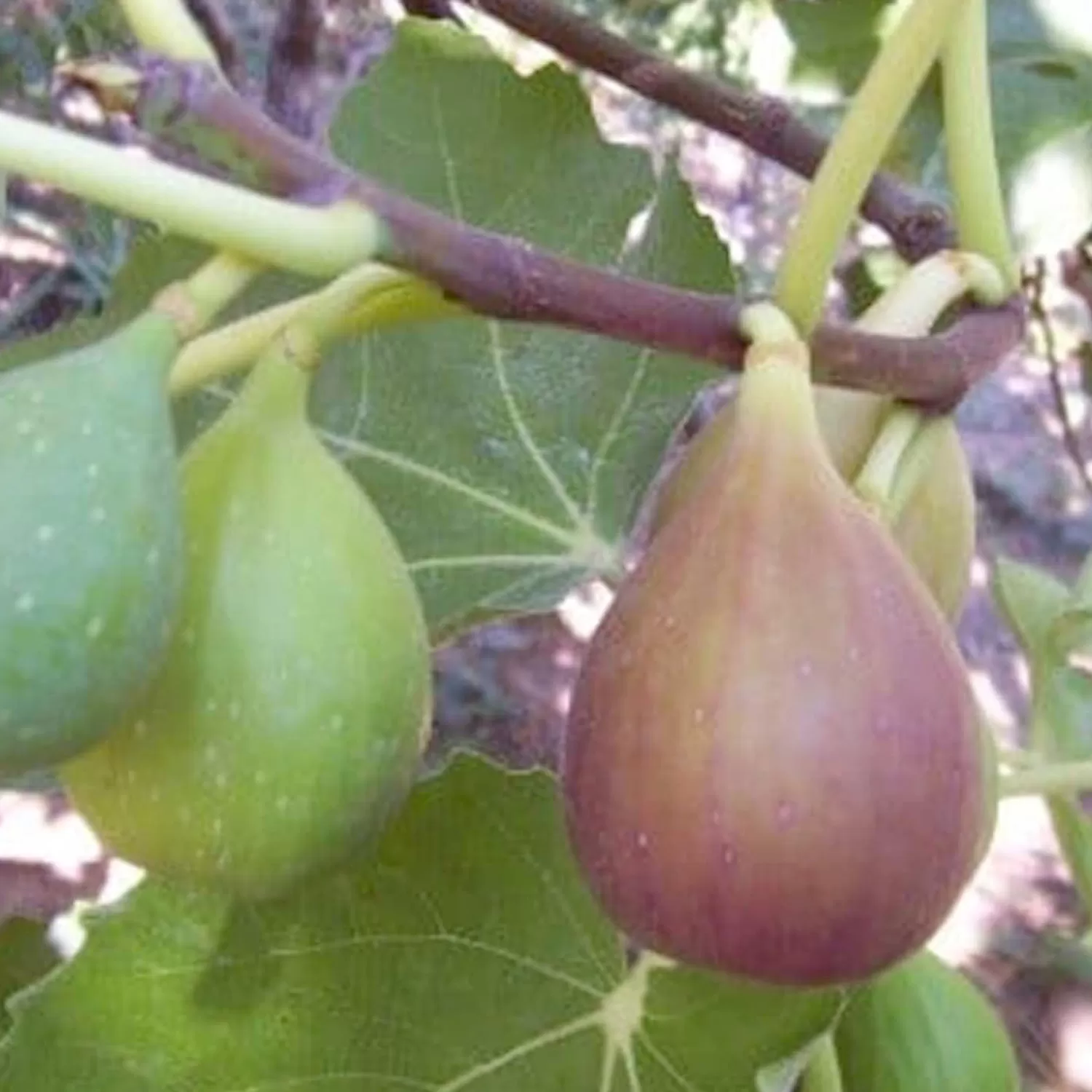 Fig 'Flanders' - #5 Gallon>Roger's Gardens Fashion