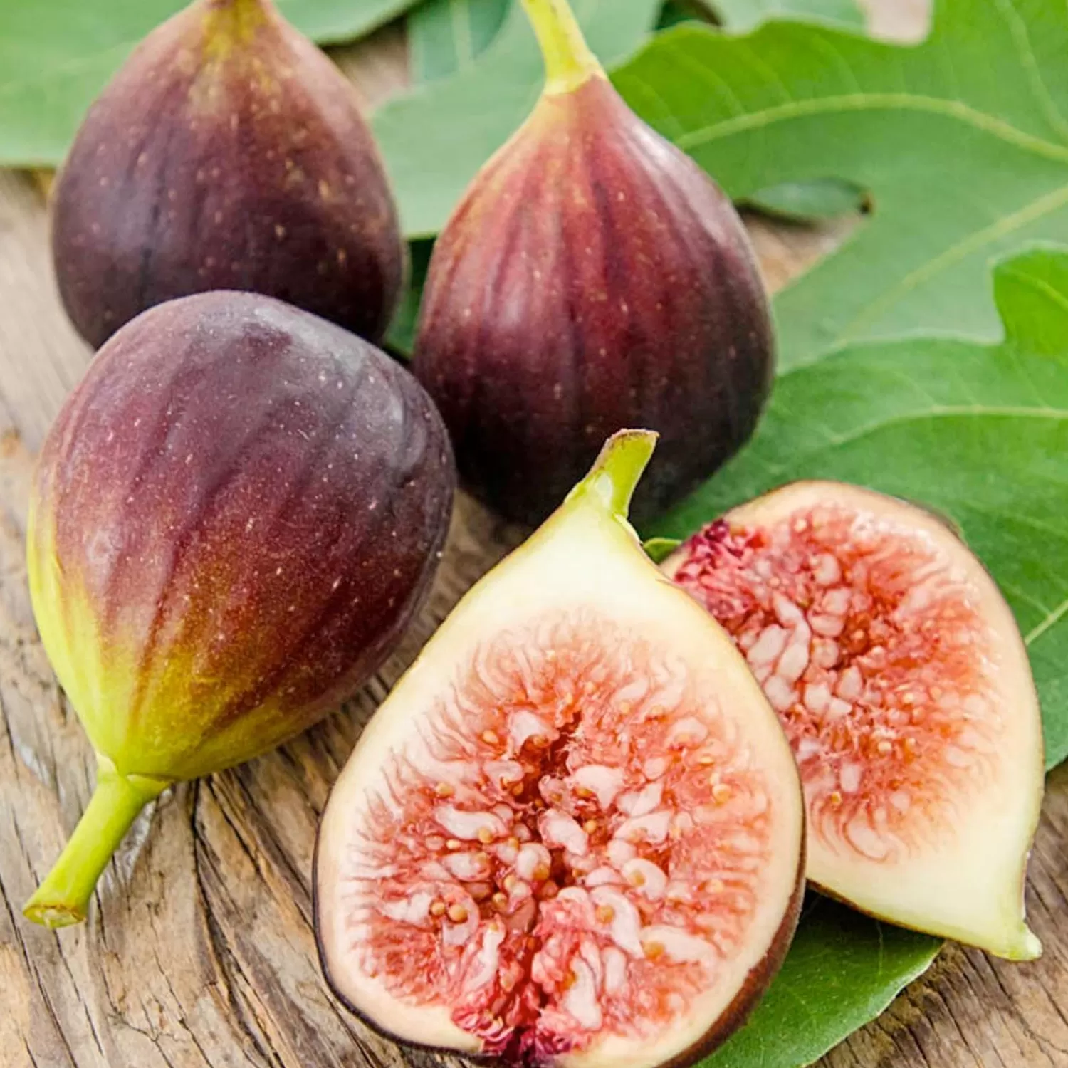 Fig 'Improved Brown Turkey' - #15 Gallon>Roger's Gardens Sale