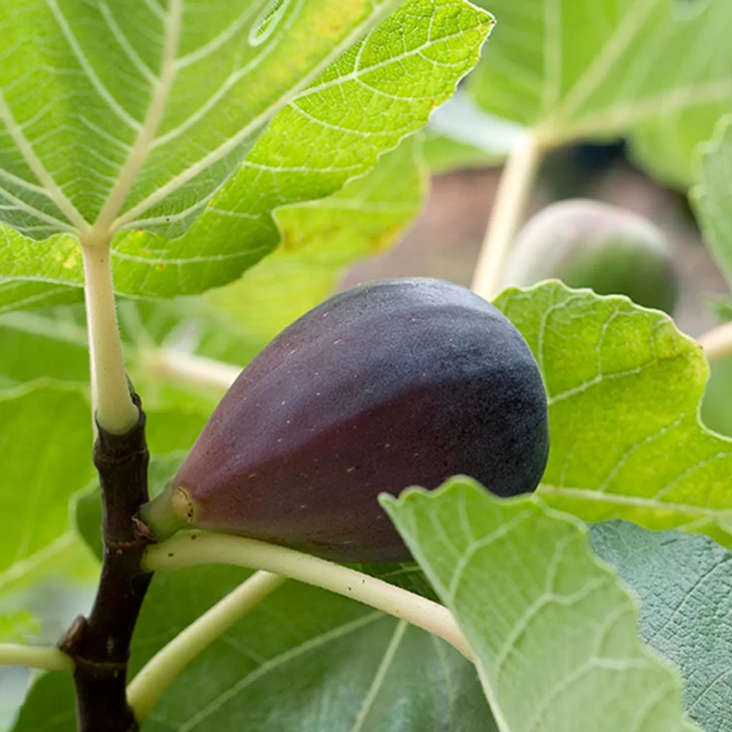 Fig 'Mission' - #5 Gallon>Roger's Gardens Online