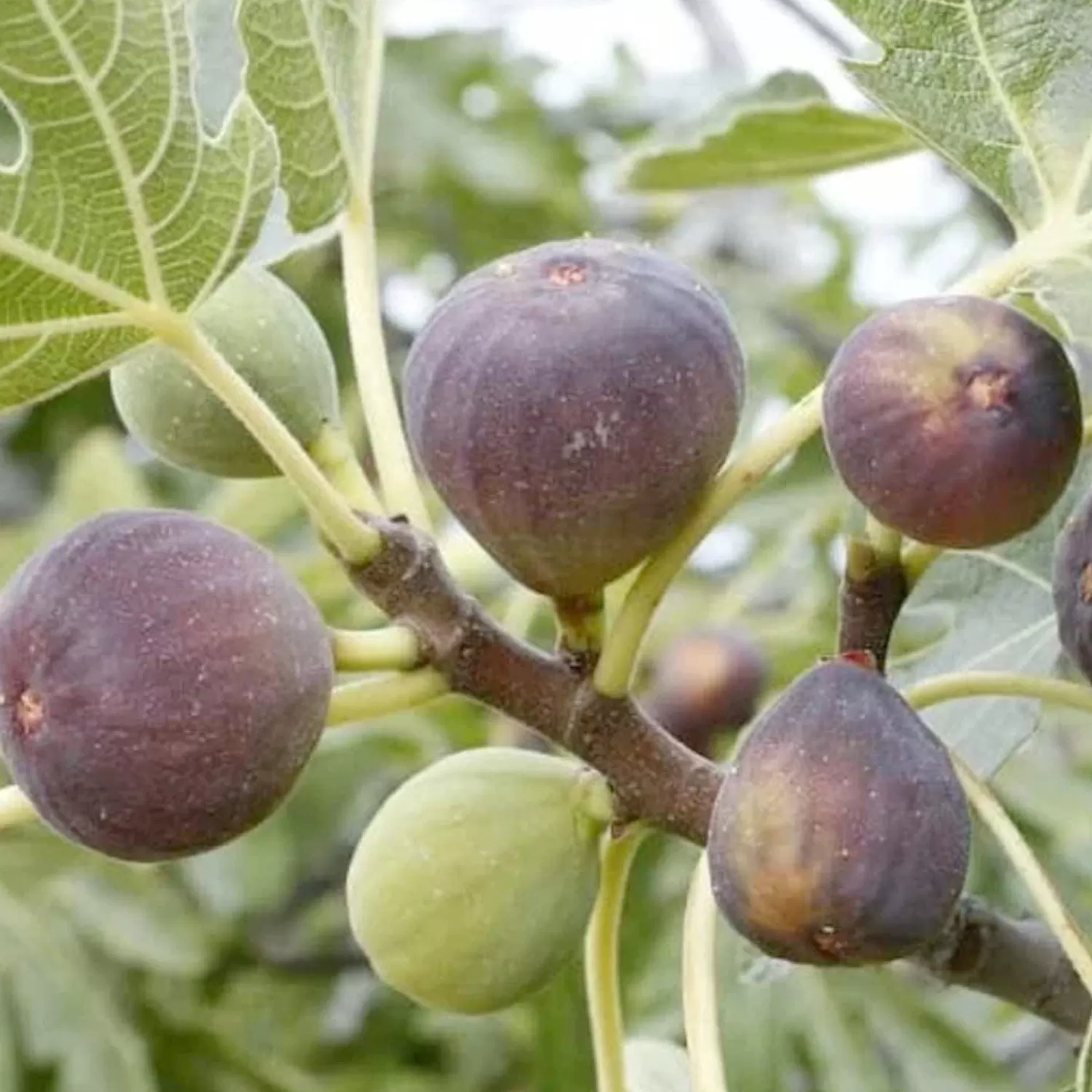 Fig 'Osborne Prolific' - #5 Gallon>Roger's Gardens Shop