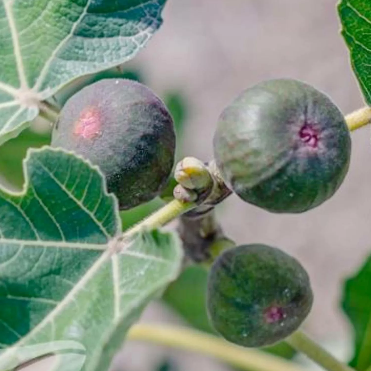 Fig 'White Genoa' - #5 Gallon>Roger's Gardens Store