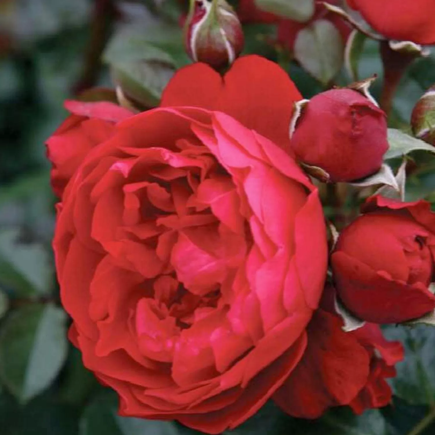 Florentina Arbo - Climbing - Staked - 15 Gallon>Roger's Gardens Best Sale