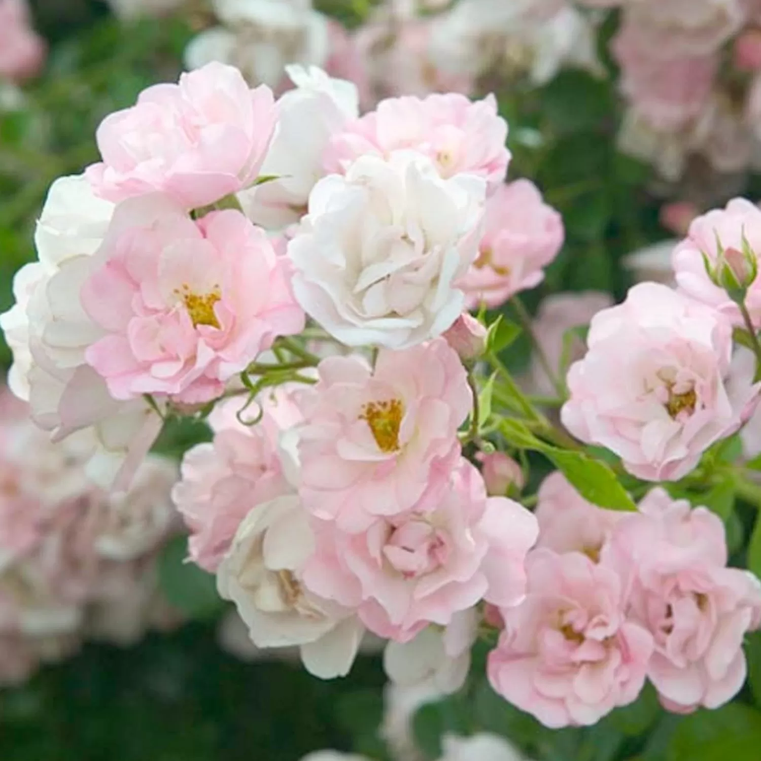 Flower Carpet Apple Blossom - 5 Gallon>Roger's Gardens Shop