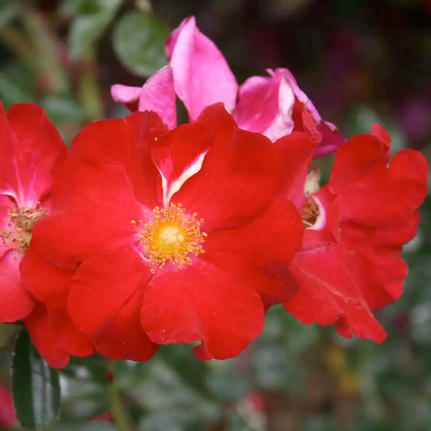 Flower Carpet Red - 5 Gallon>Roger's Gardens Sale