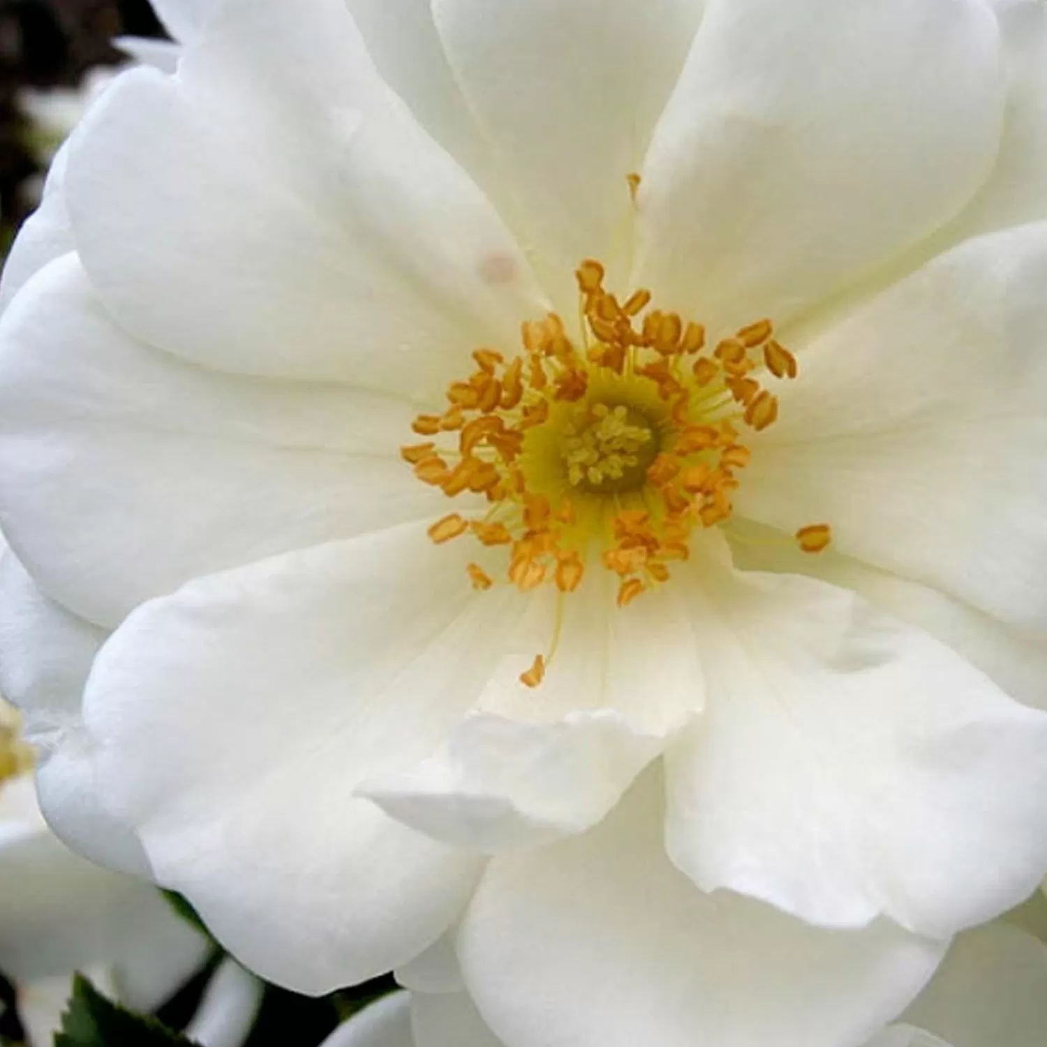 Flower Carpet White - 5 Gallon>Roger's Gardens Outlet