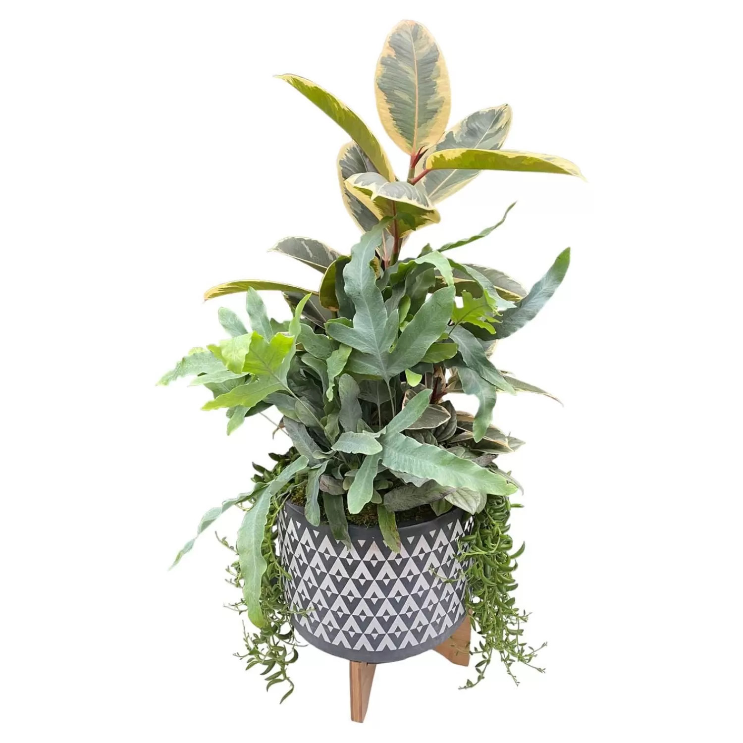 Foliage In Large Grey Aztec Planter>Roger's Gardens Online